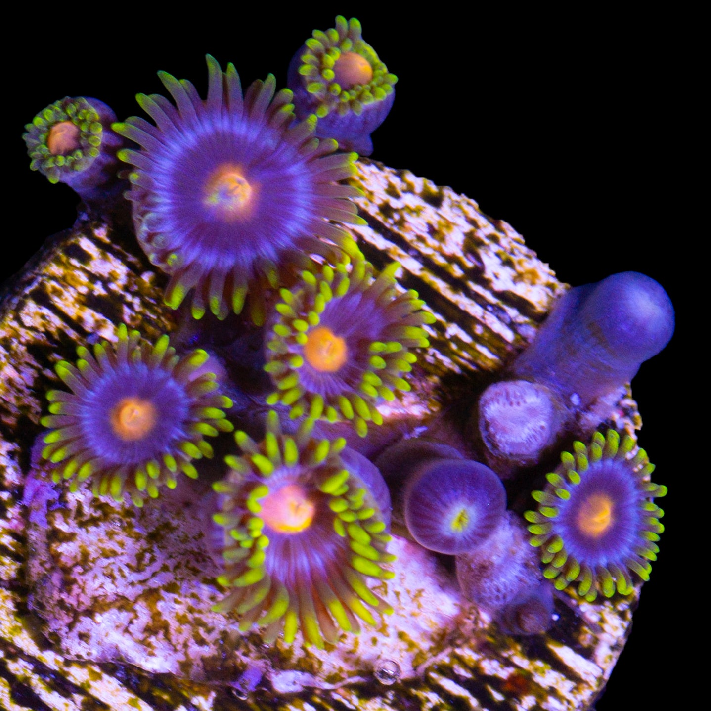 Vivid's Kentucky Blue Grass Zoanthids