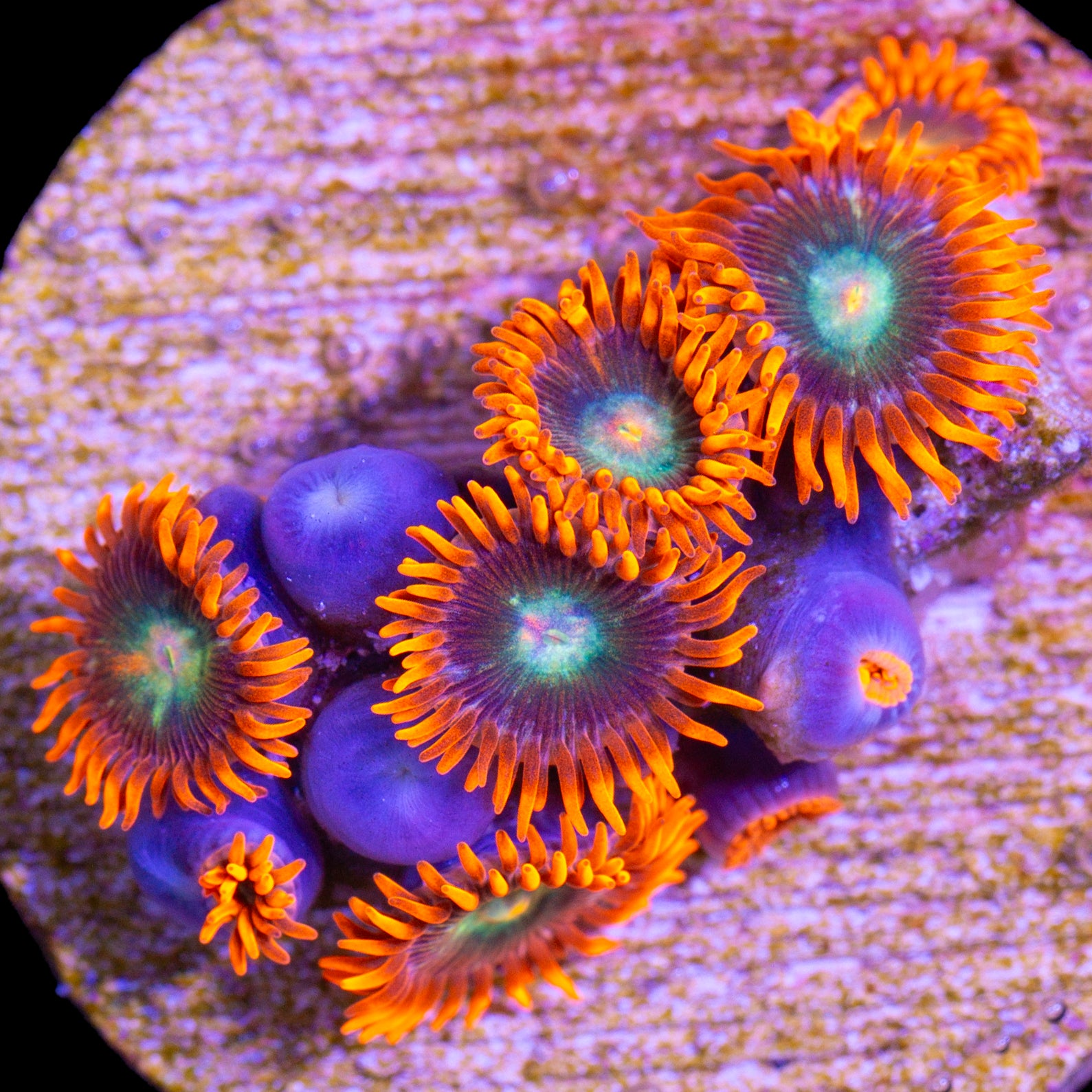 Vivid's Raging Inferno Zoanthids