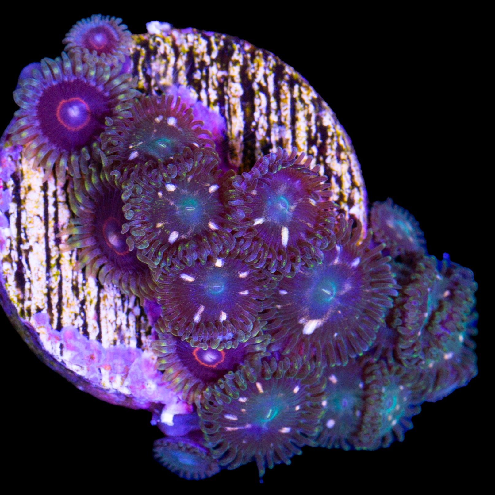 Lost World & Jawbreaker Hornet Zoanthid Combo