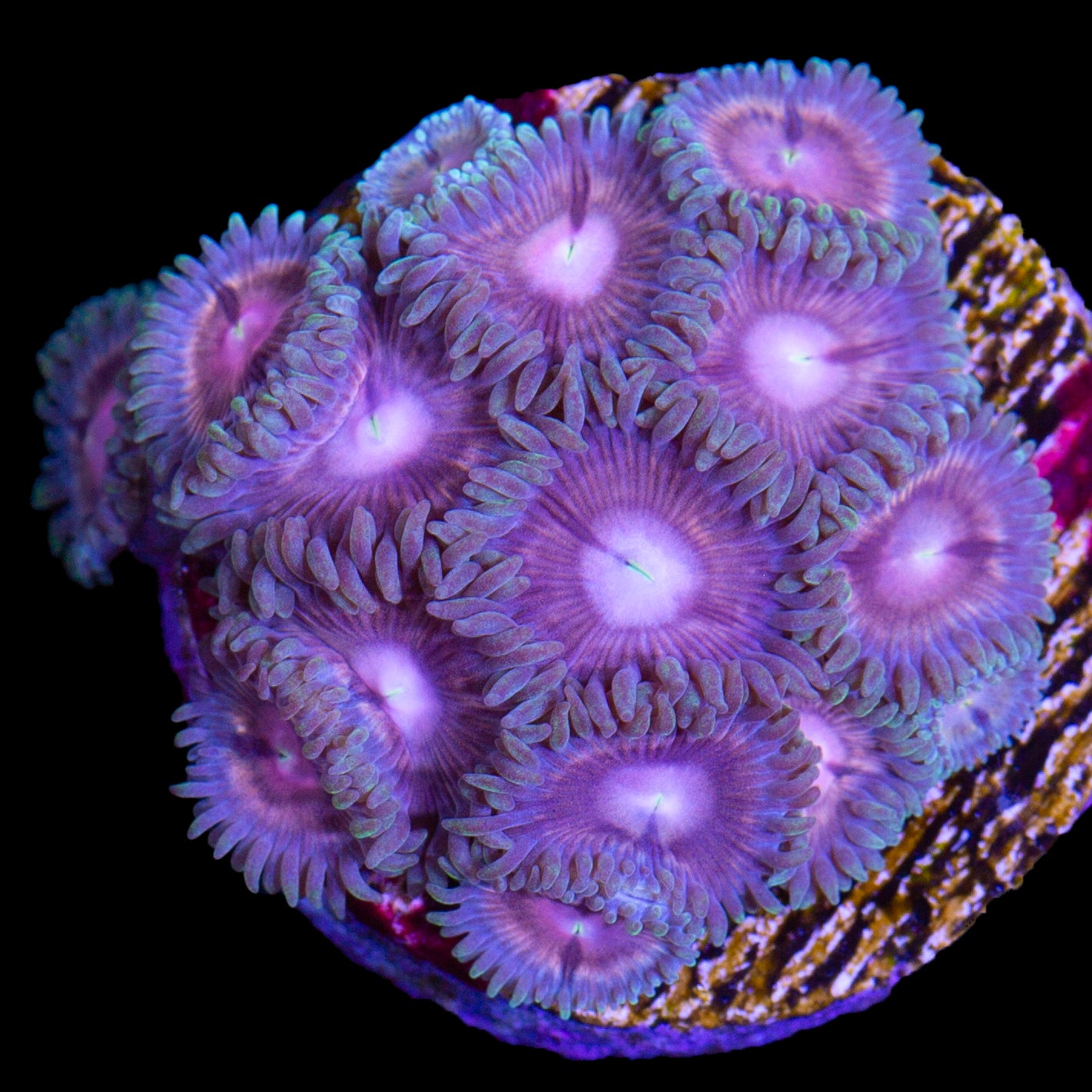 Vivid's Mystery Zoanthids