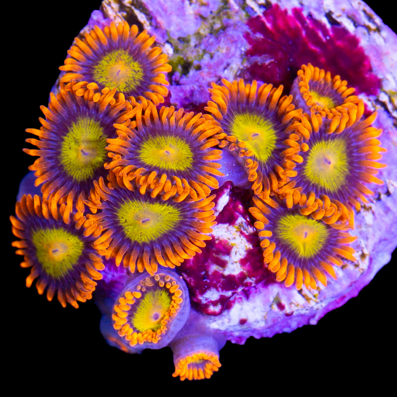 Vivid's Mandarin Zoanthids