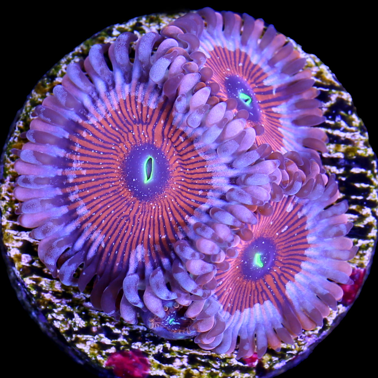 Vivid's Agave Zoanthids