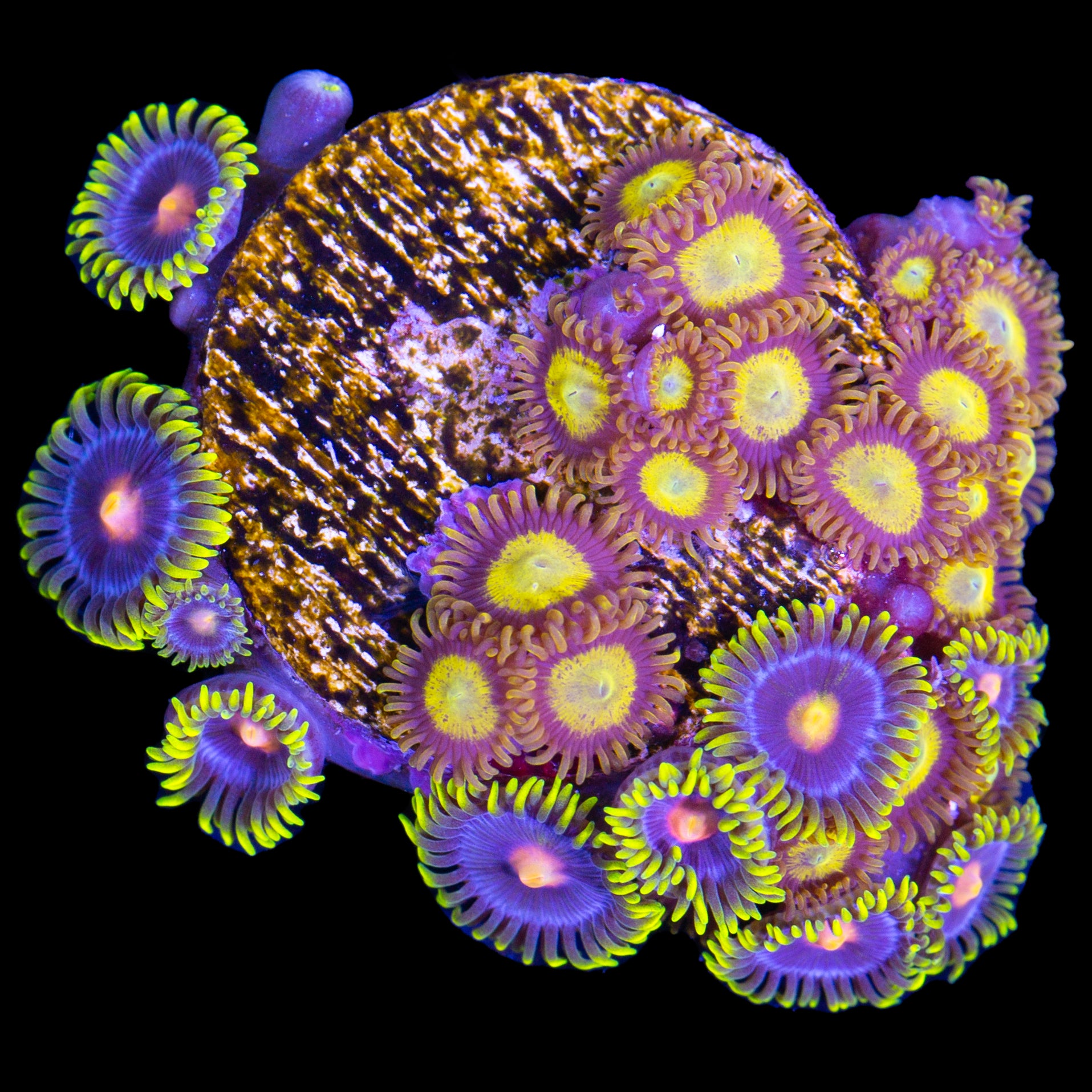 Kentucky Blue Grass & King Midas Zoanthid Combo