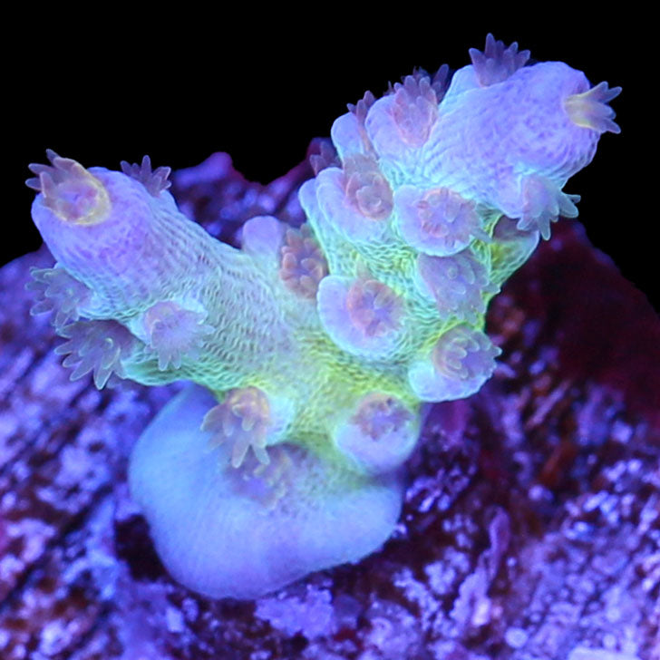 JF Jolt Acropora Coral