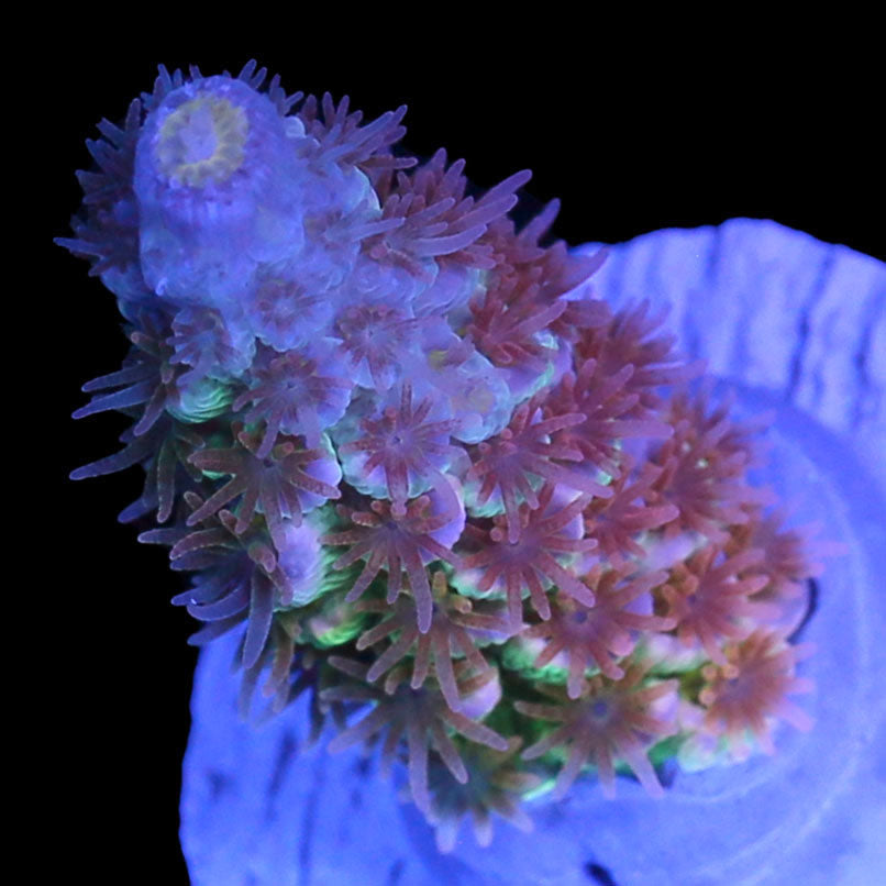 RRC Supreme Acropora Coral