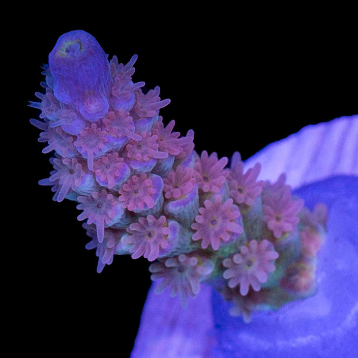Super Sayan Acropora Coral - 1st Release