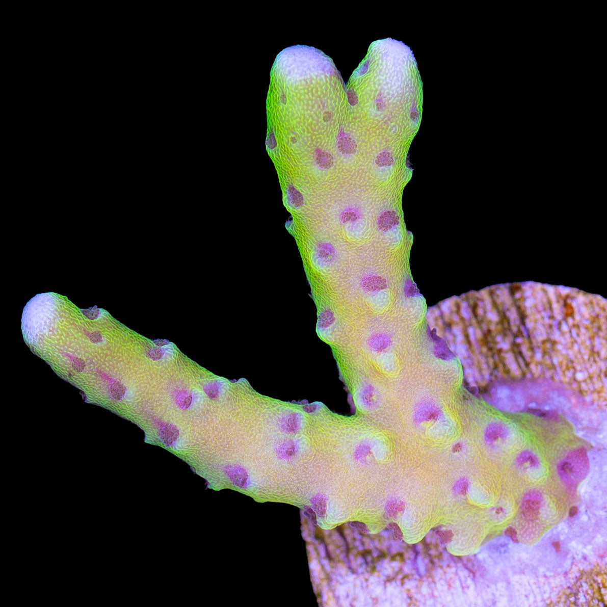 Golden Rod Anacropora Coral