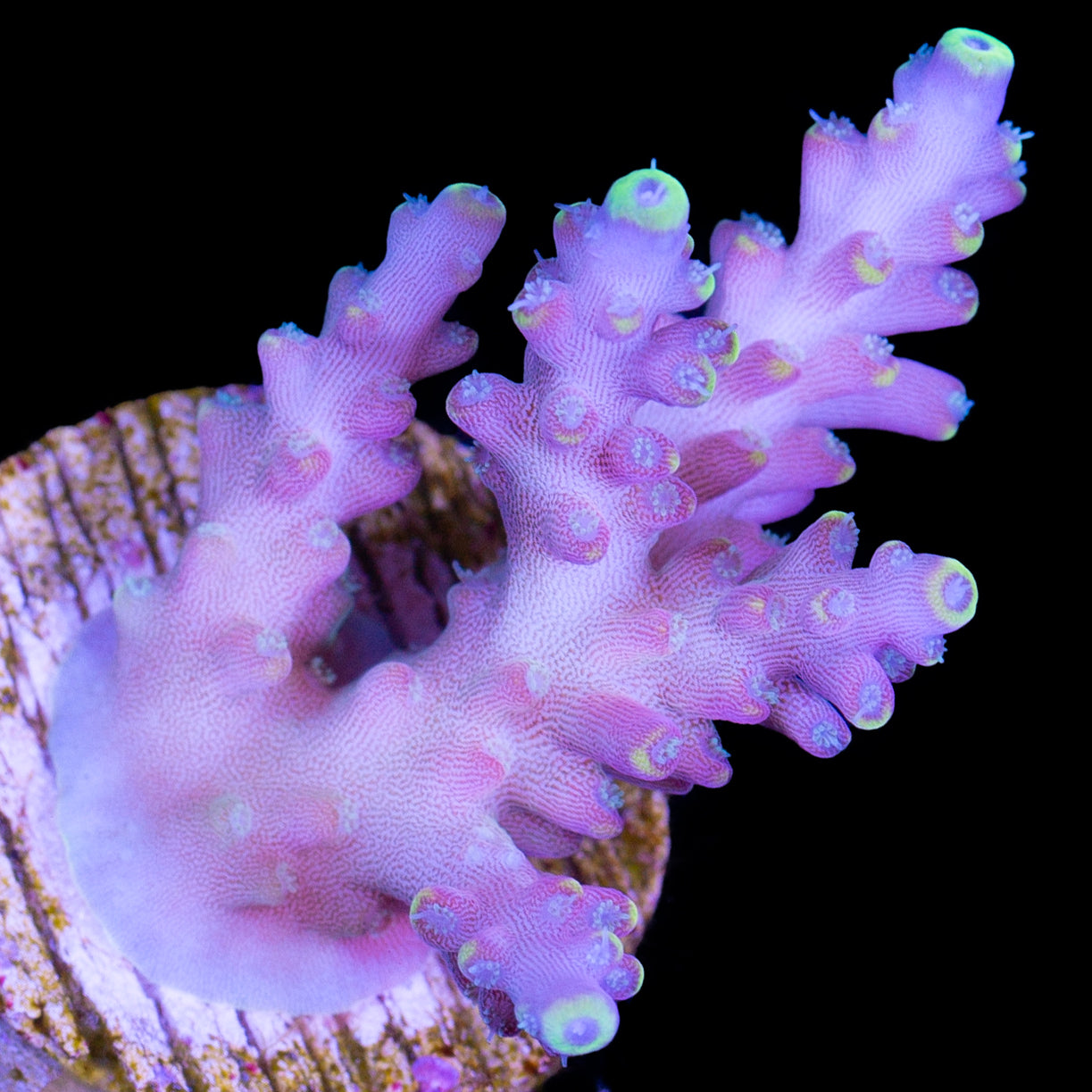 Candyland Acropora Coral