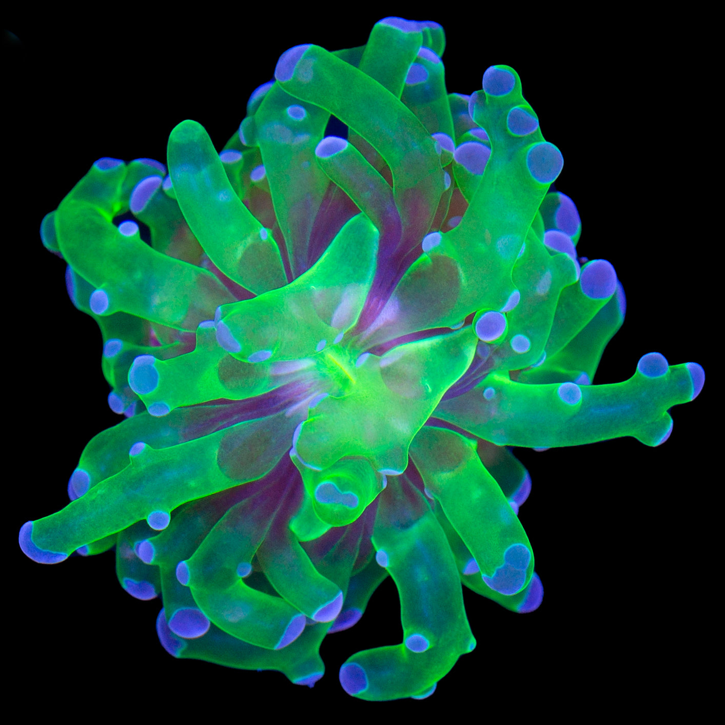 Purple Tip Frogspawn Coral