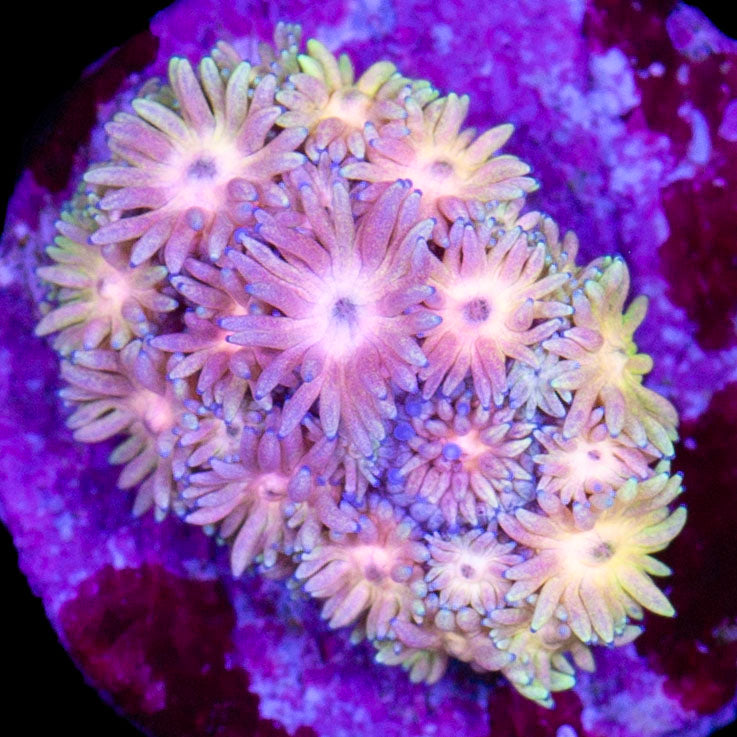 Ultra Orange Goniopora Coral