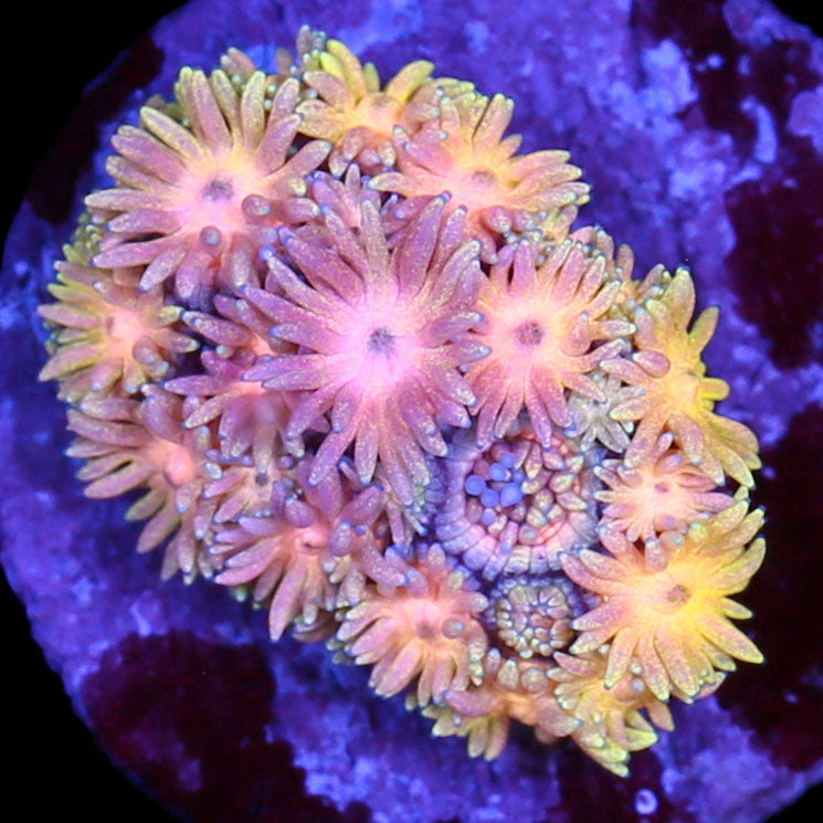 Ultra Orange Goniopora Coral