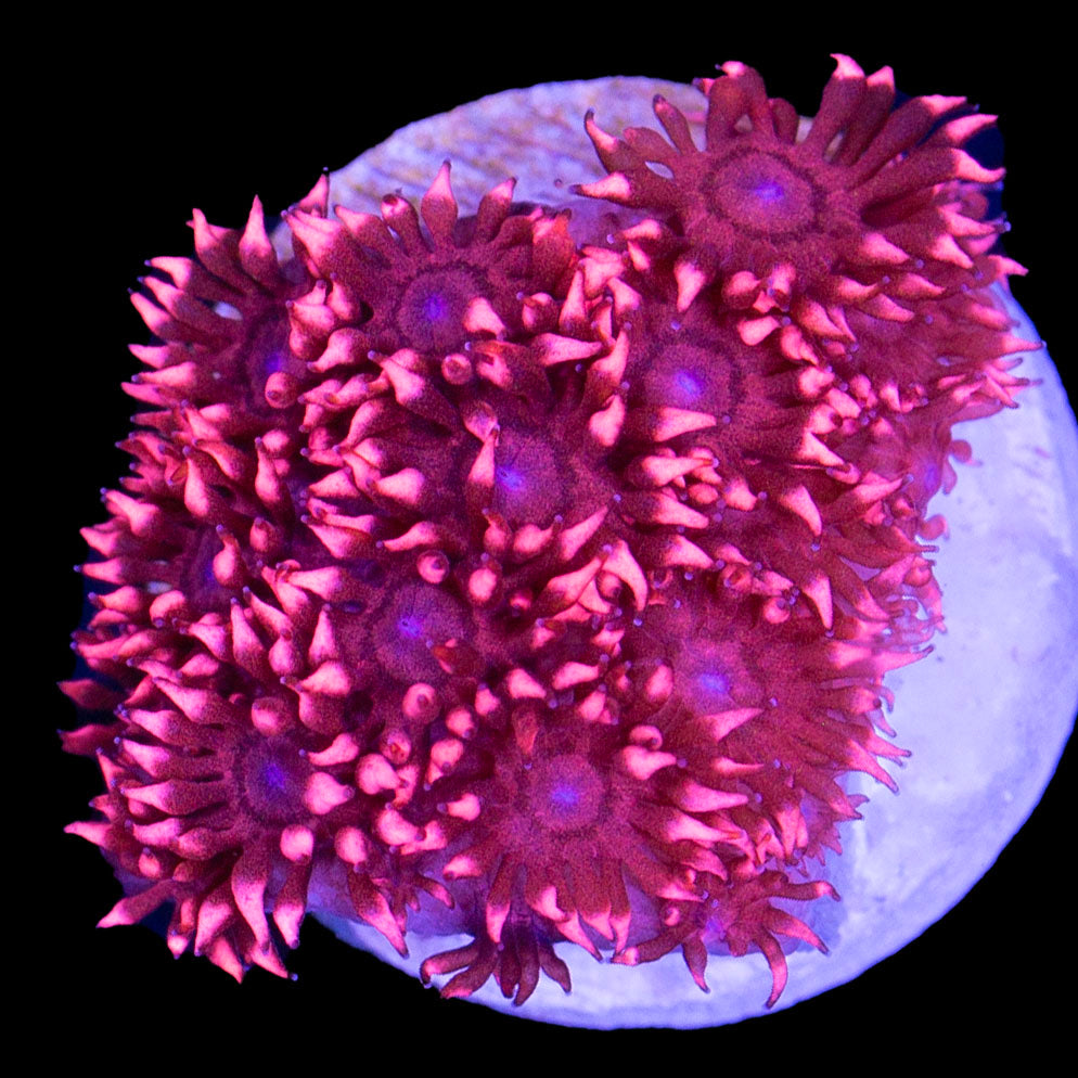 Ultra Red Goniopora Coral