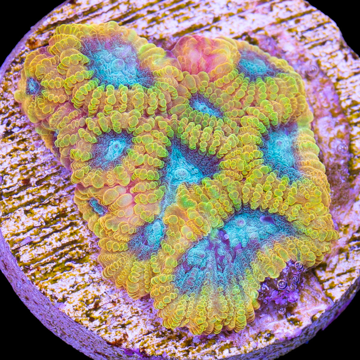 Blue Flame Favia Coral