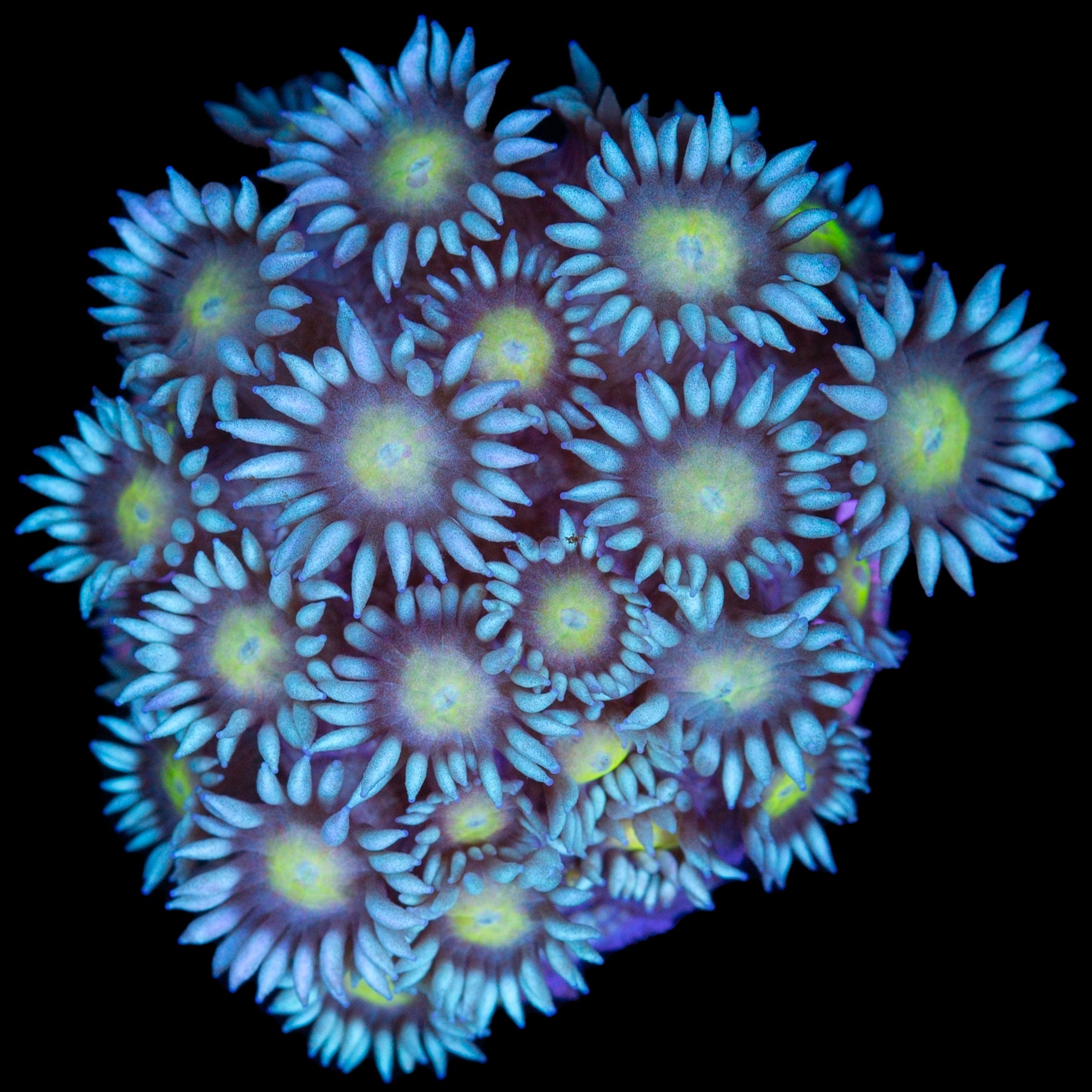 Yellow Eye Goniopora Coral