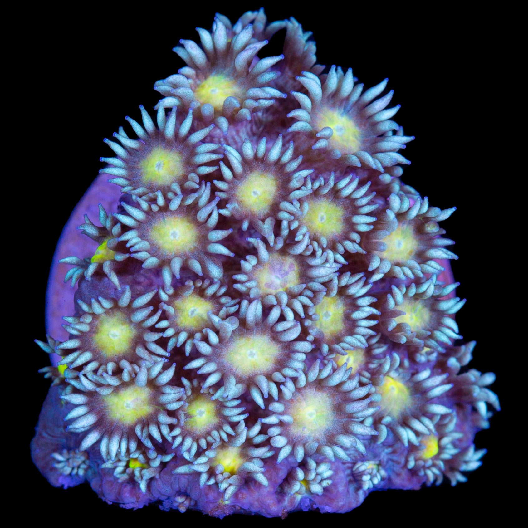 Yellow Eye Goniopora Coral