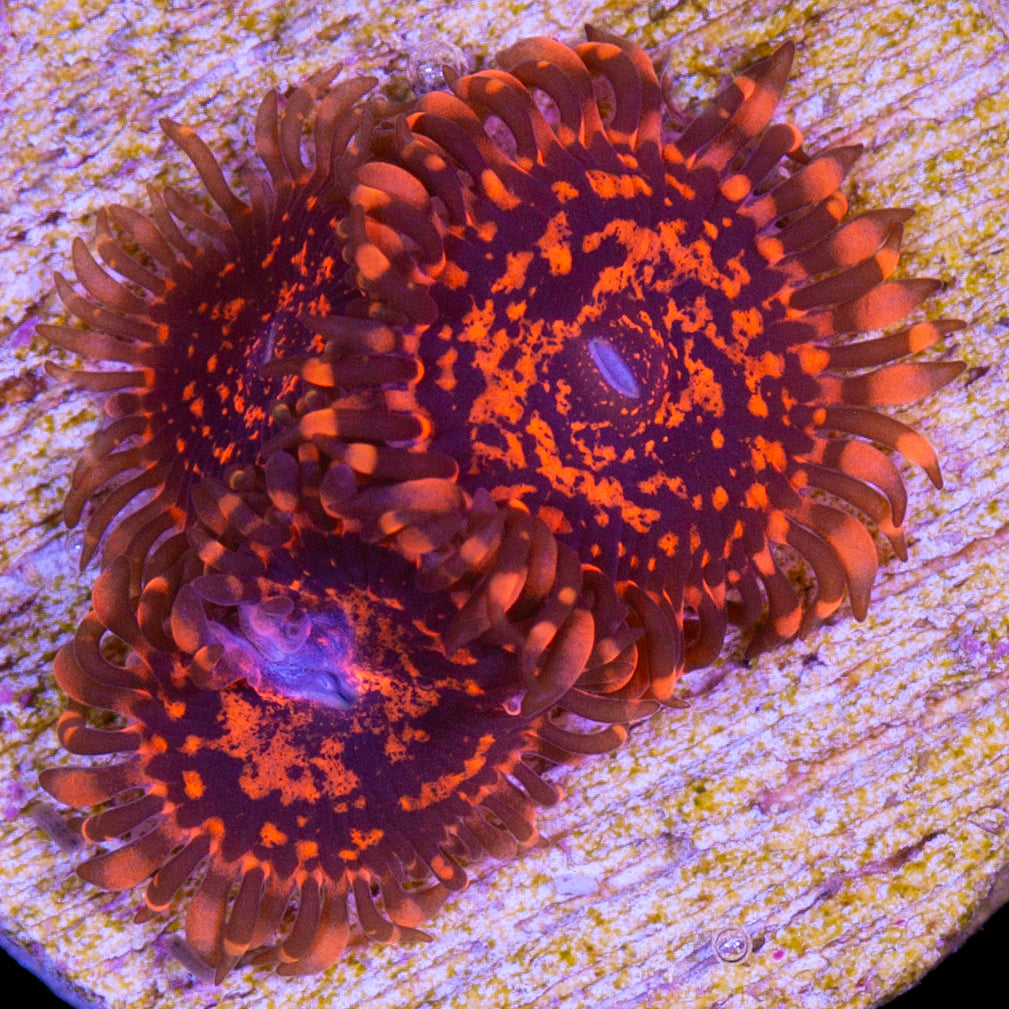 Vivid’s Nightmare Zoanthids