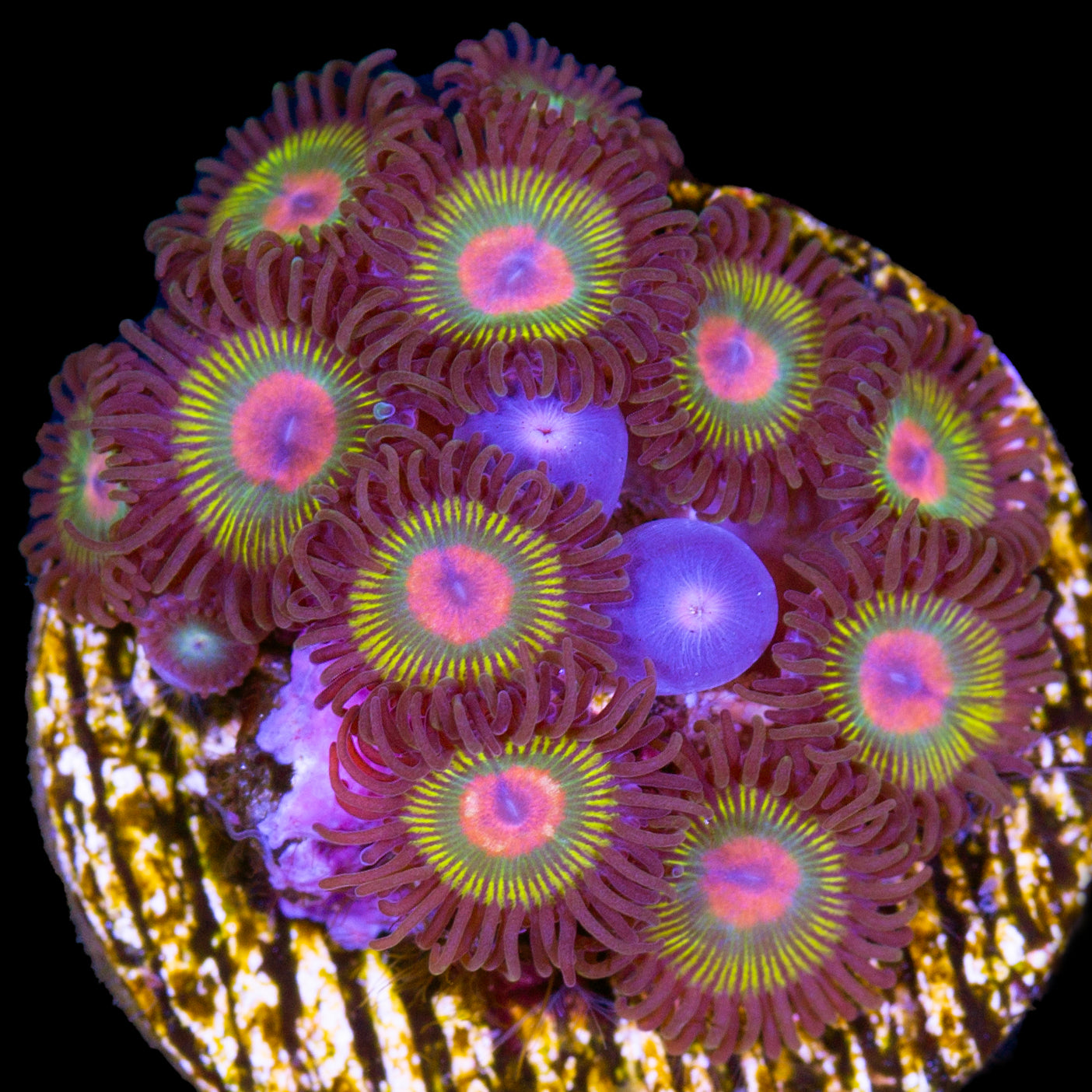 Vivid’s Gorilla Nipple Zoanthids