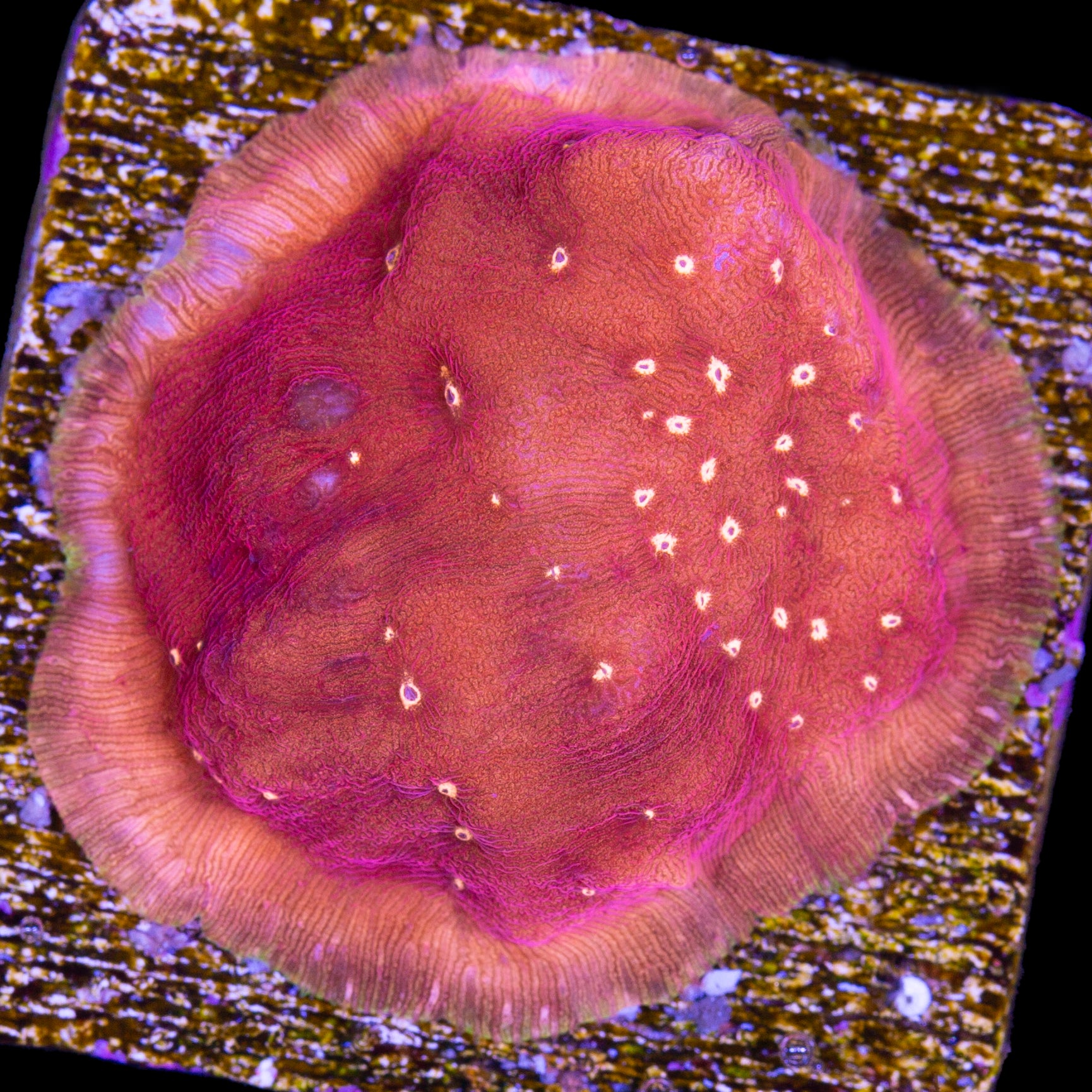 Sun Spot Lithophyllon Coral