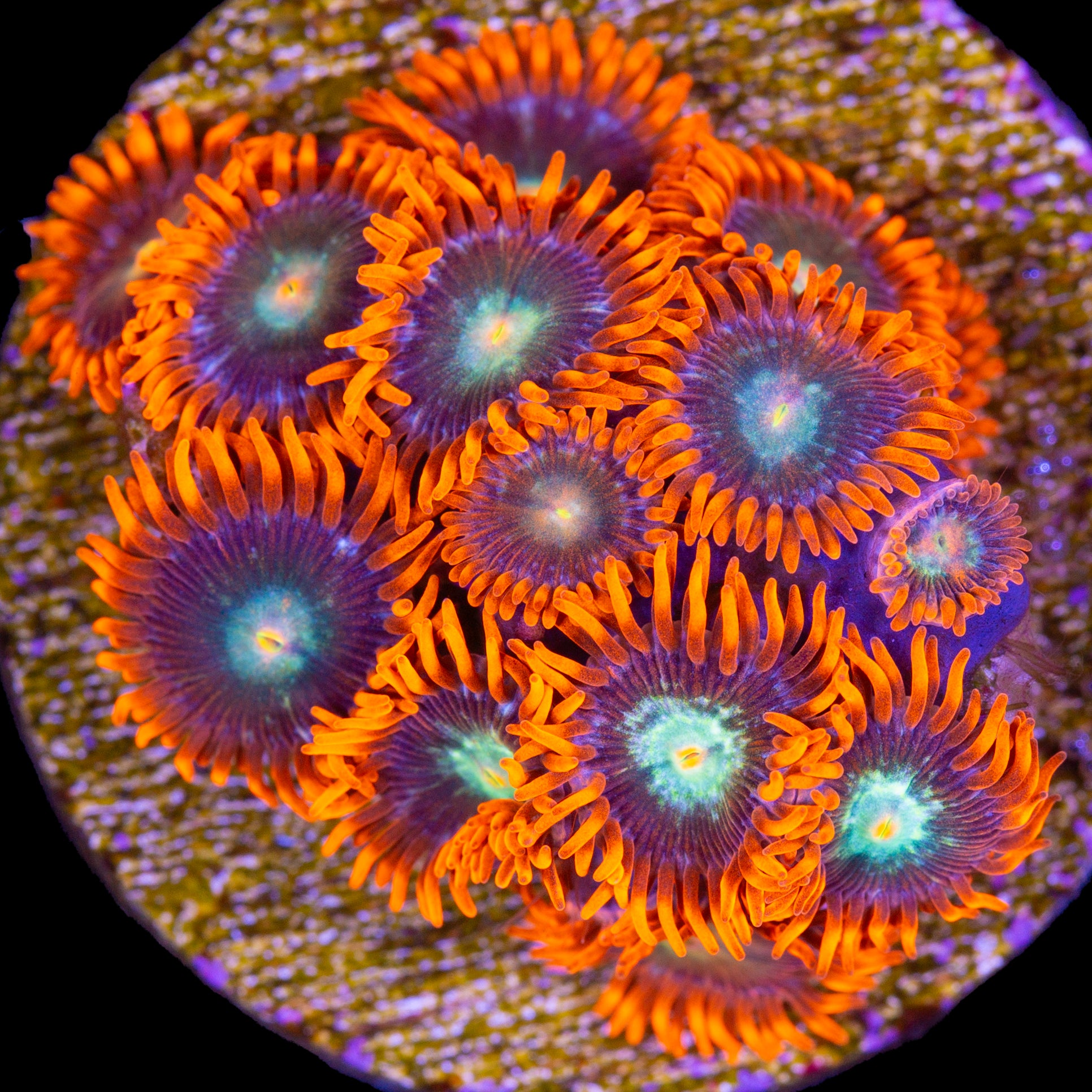 Vivid’s Raging Inferno Zoanthids