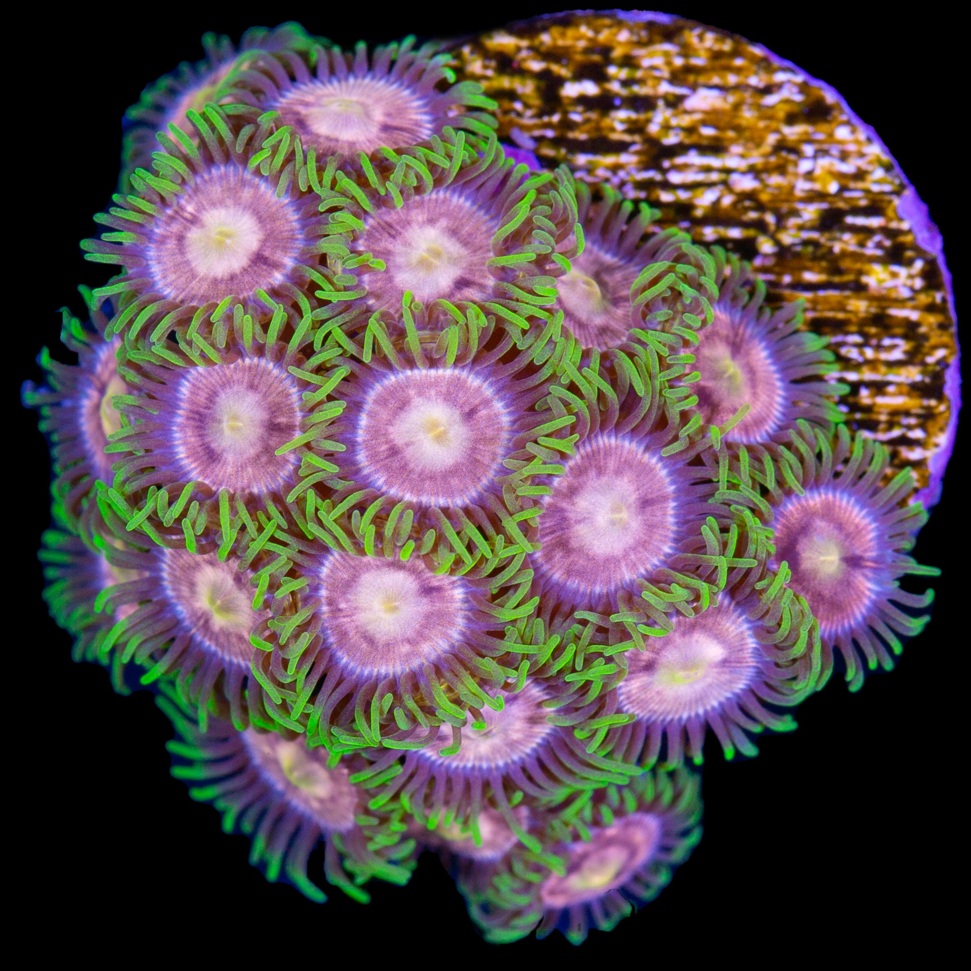 Vivid’s Purple Panther Zoanthids