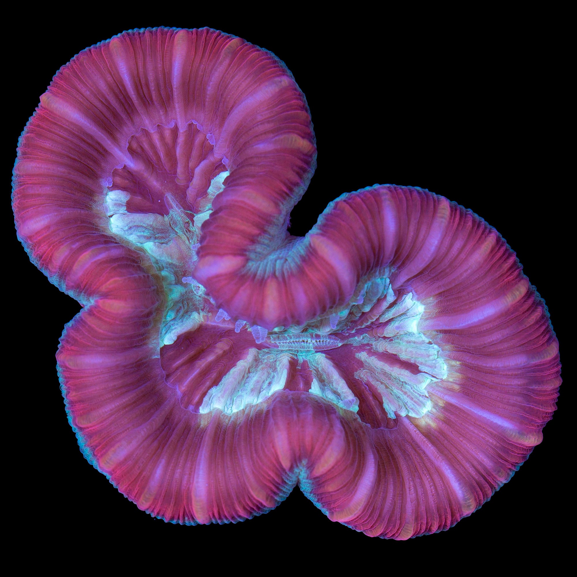 Red & Green Trachyphllia Coral