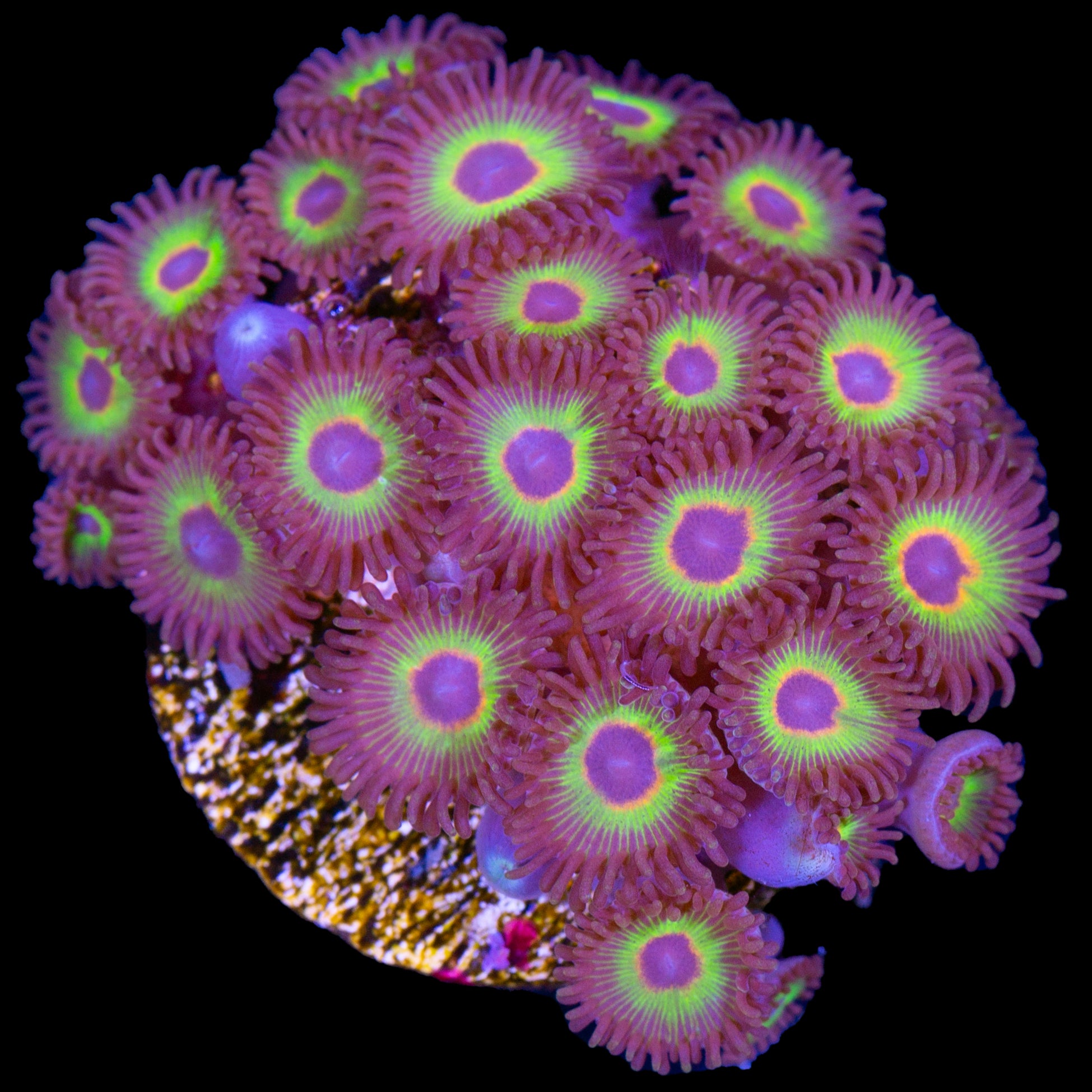 Vivid’s Bob Marley Zoanthids