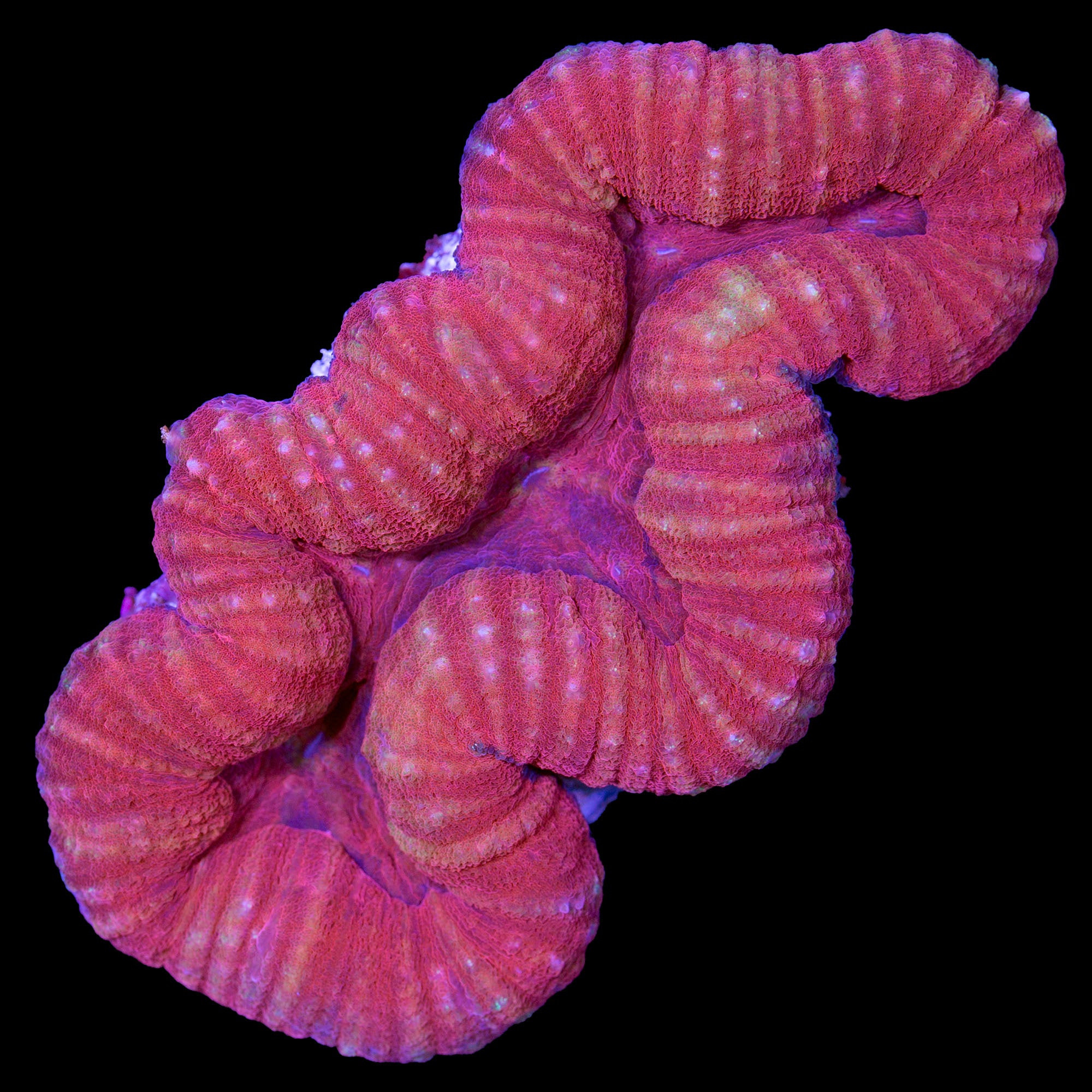 Red Lobophyllia Brain Coral