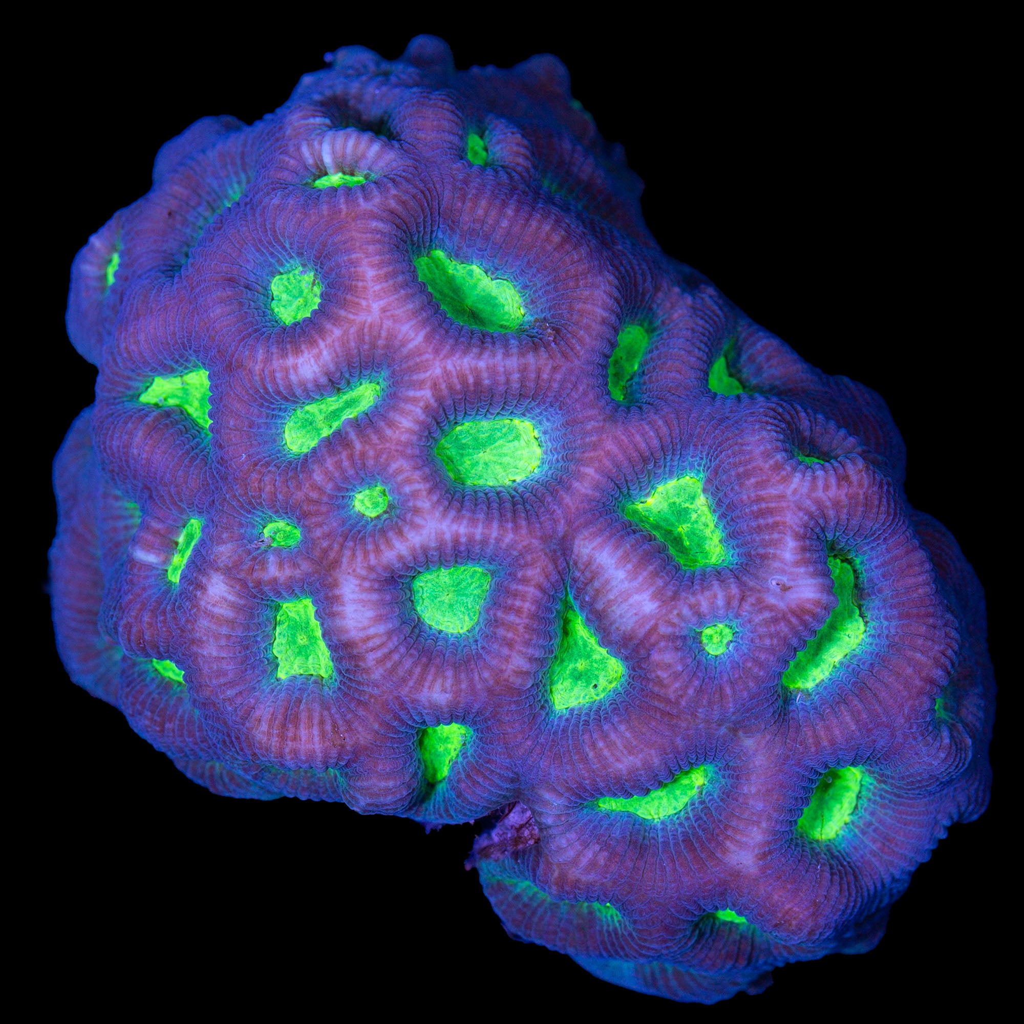 Neon Eye Favia Coral Colony