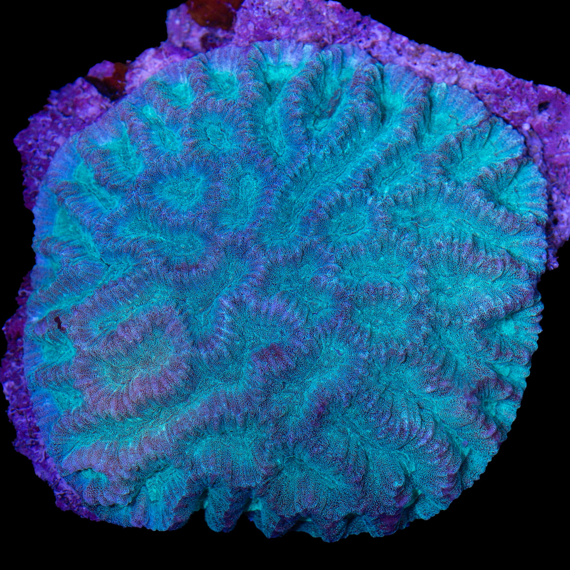 Green Fijian Favia Coral