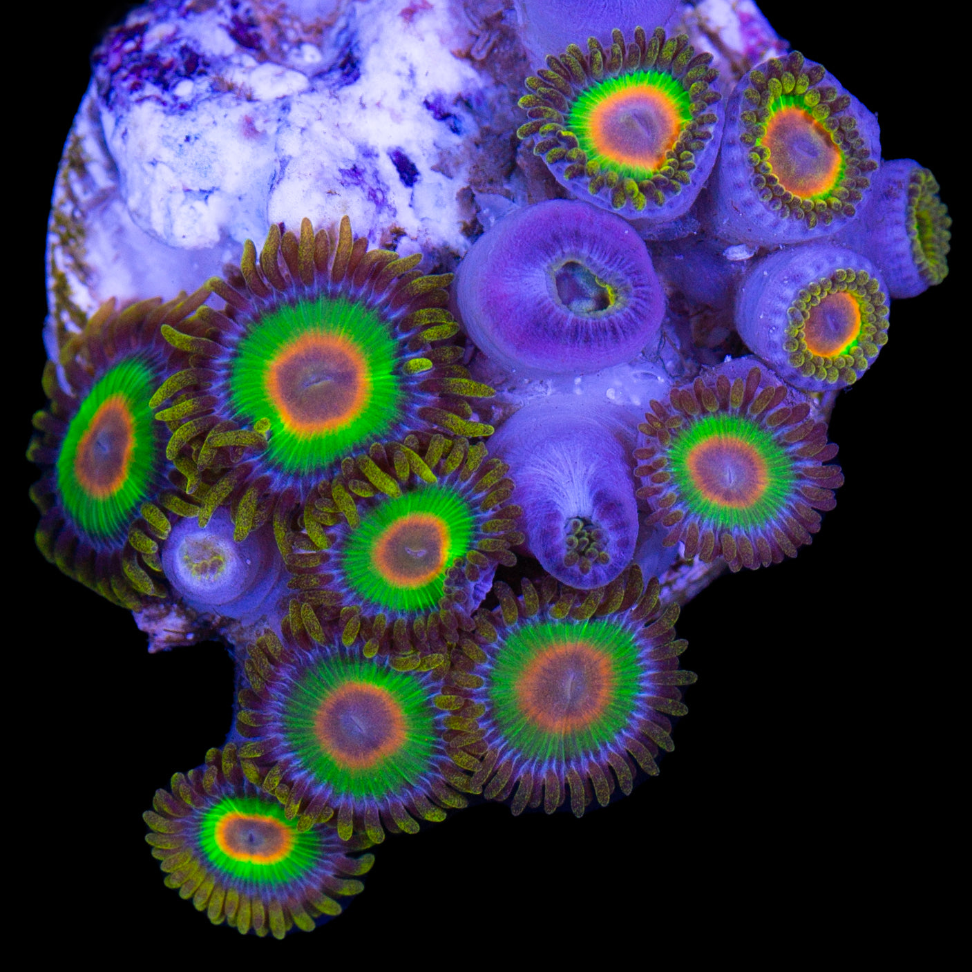 Vivid’s Rasta Zoanthids