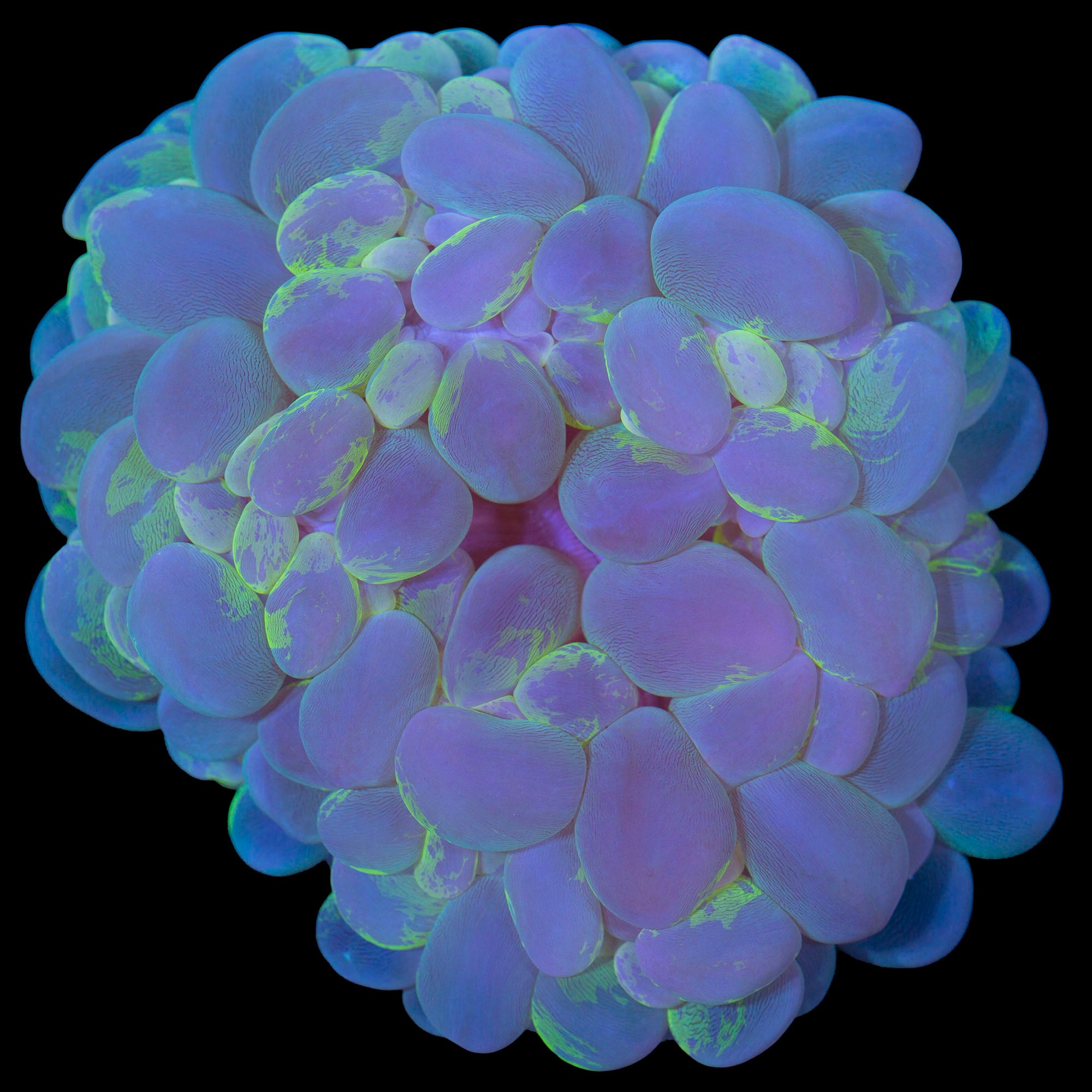 Ultra Camo Bubble Coral