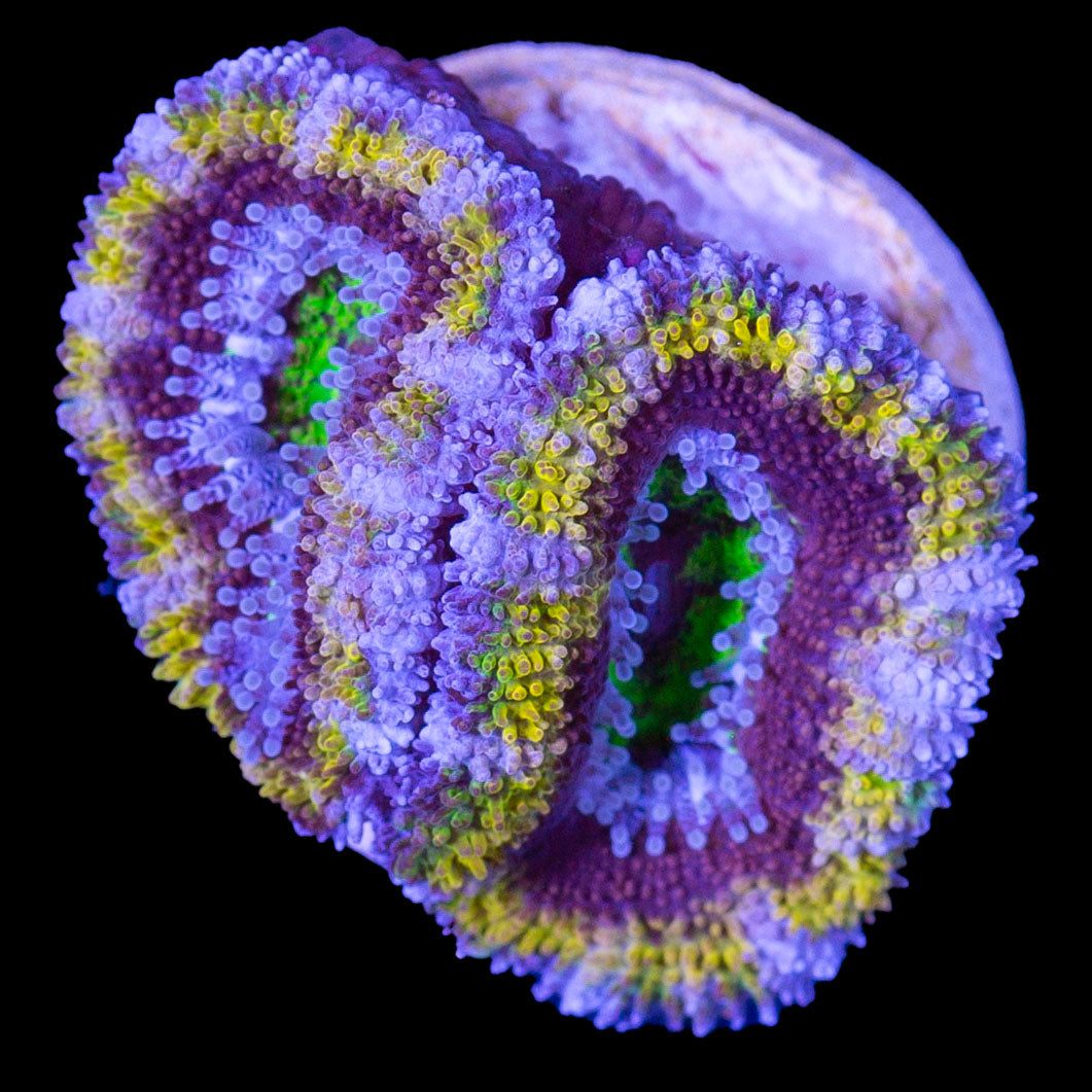 Gold Ring Acan Coral