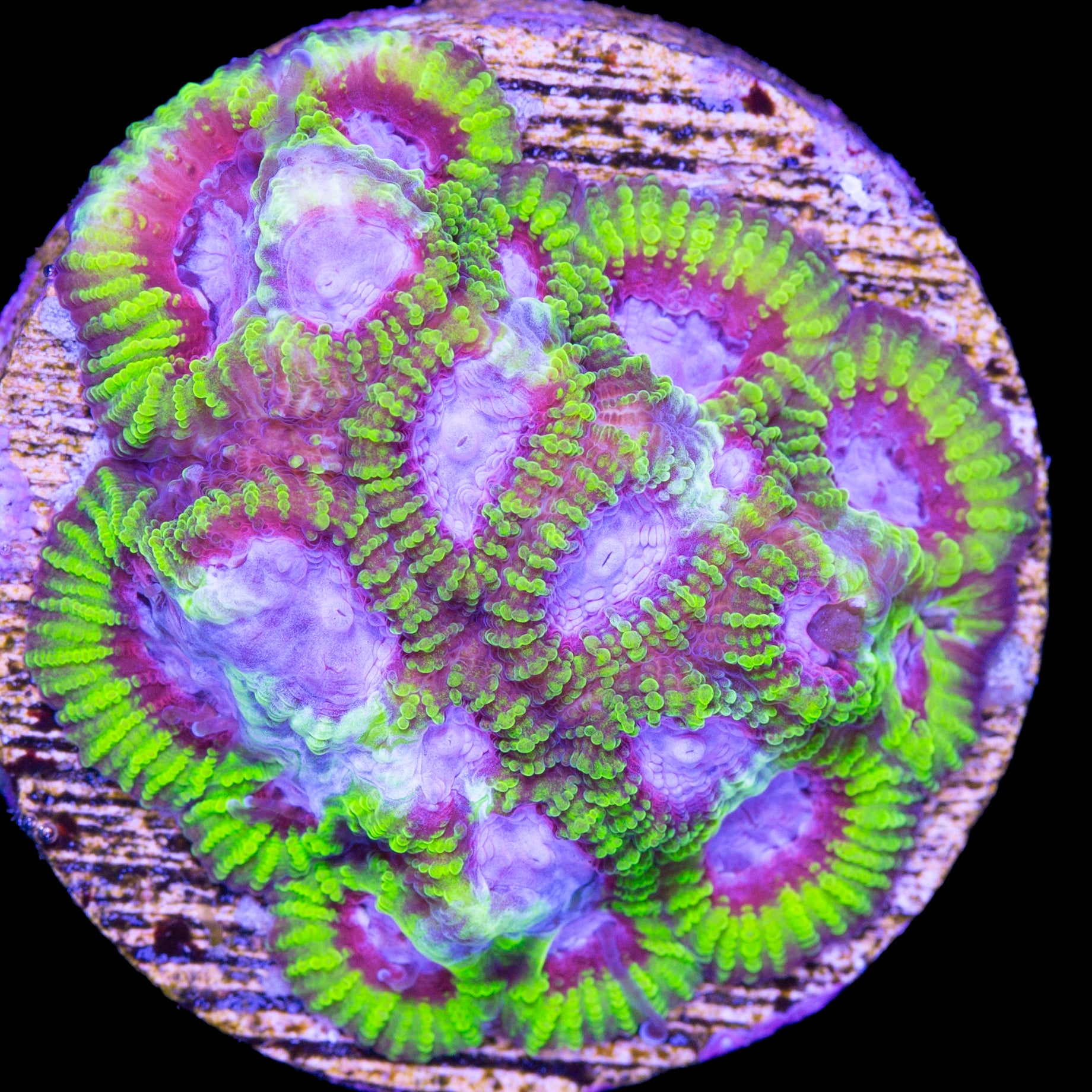 Raptor's Peace Favia Coral