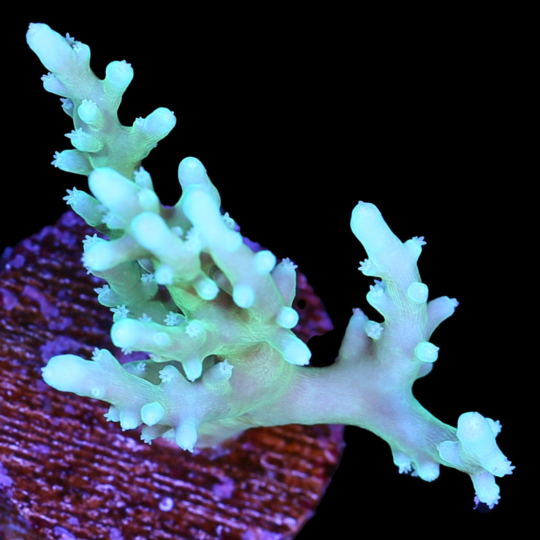 Vivid's Dragontail Acropora Coral
