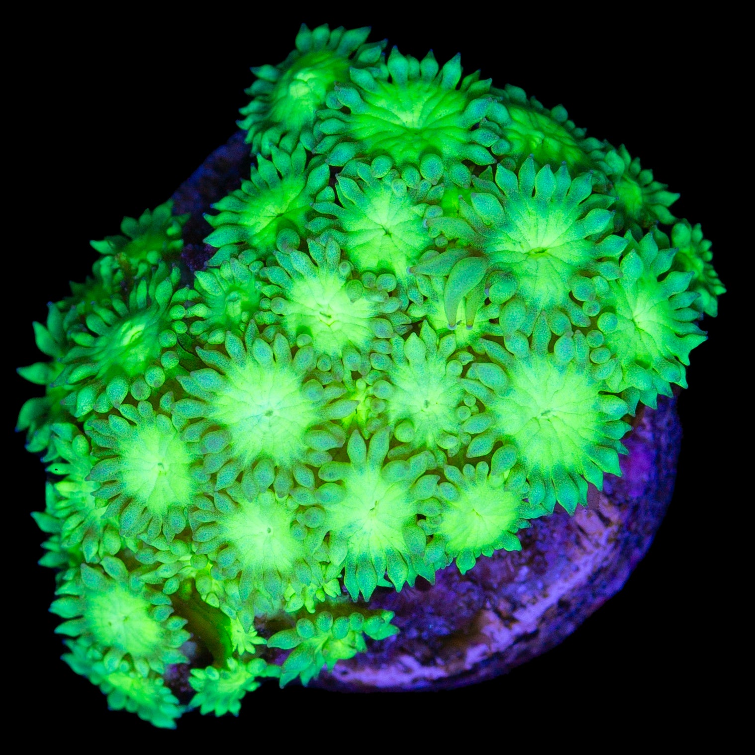 Toxic Green Goniopora Coral