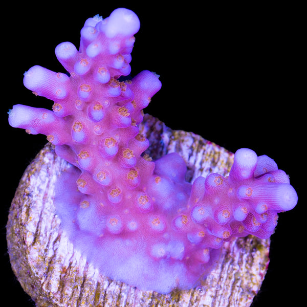 coral reef  Reef Chasers | Buy Corals Online | RC Golden Jaw Dropper