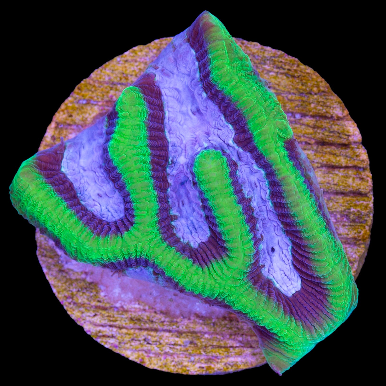 Dragon Soul Platygyra Coral