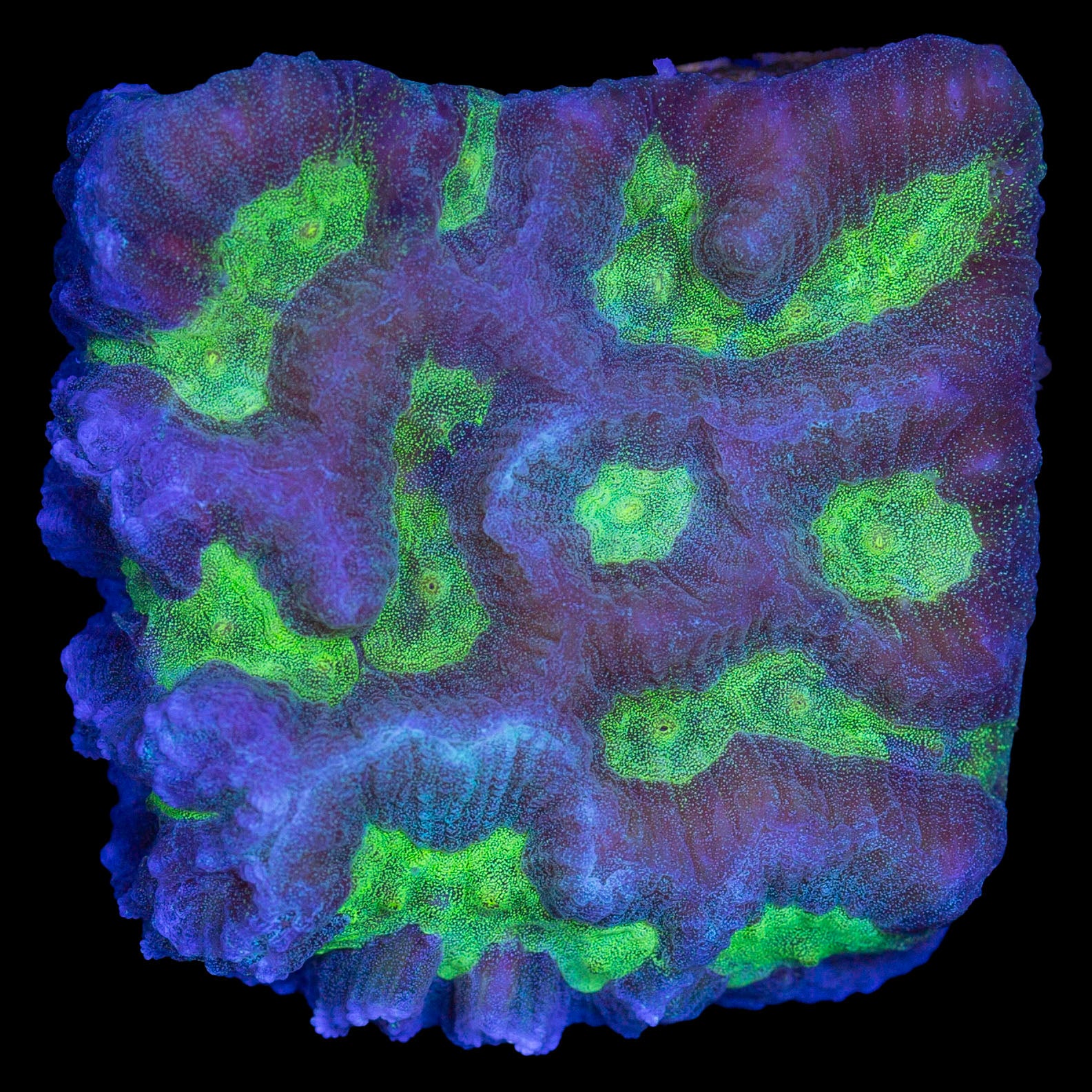 Alien Maze Platygyra Coral