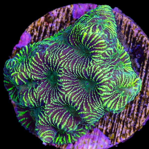 Buy Maze Brain Coral Online Live Coral Sale Vivid Aquariums