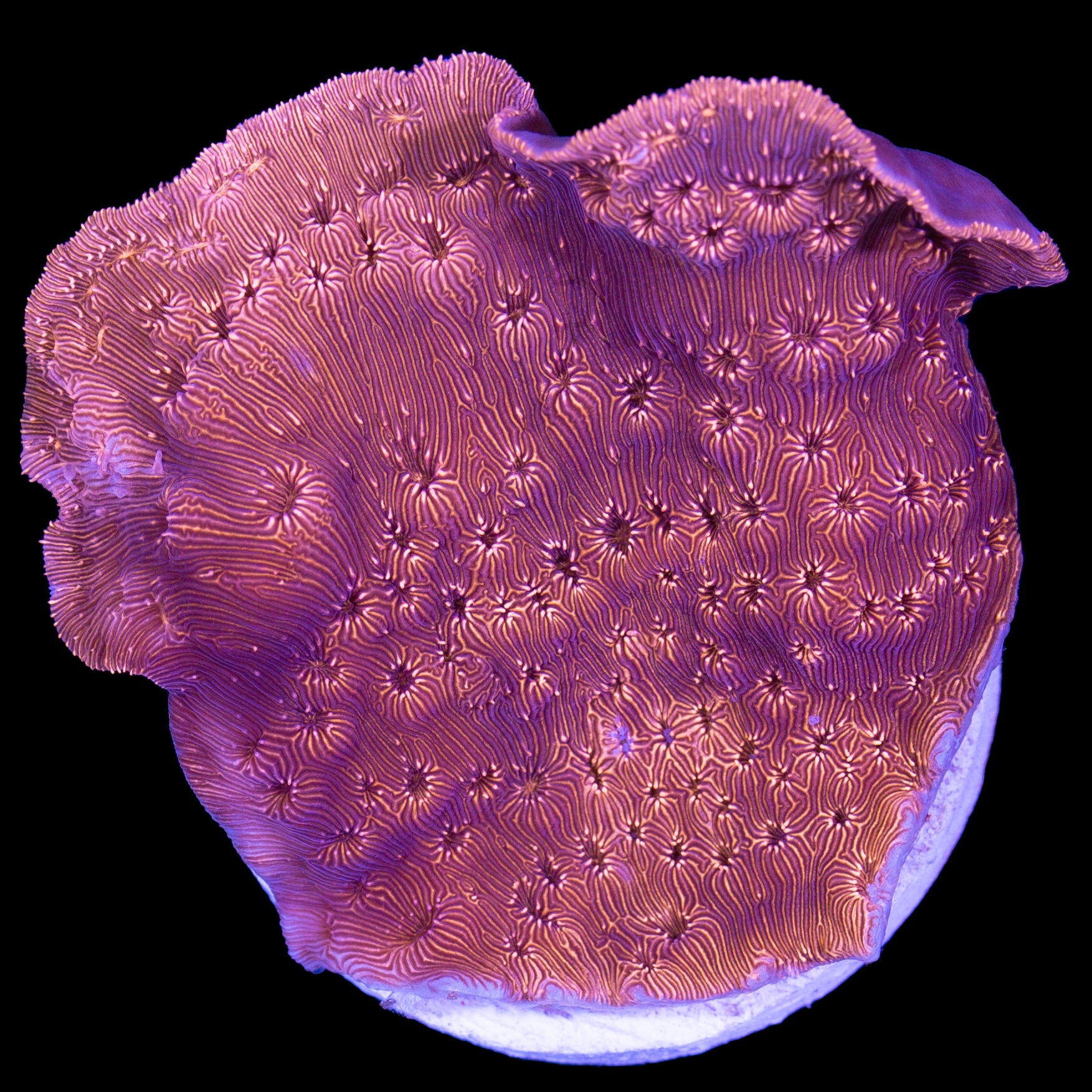 Orange Pavona Maldivensis Coral