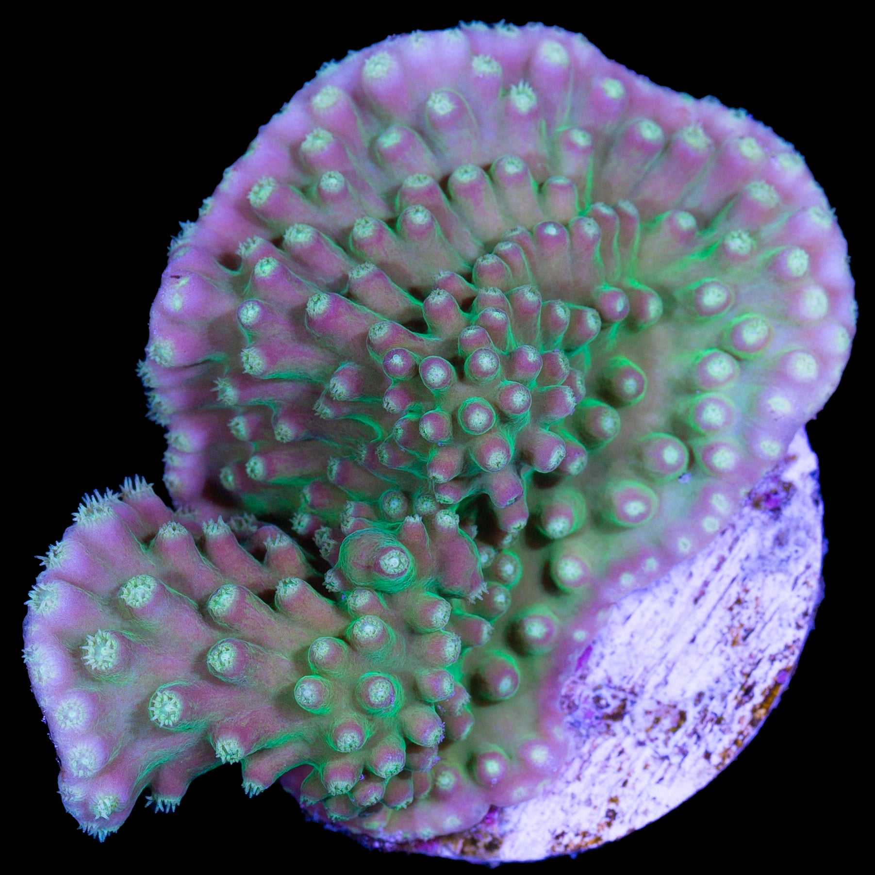 Scroll Coral