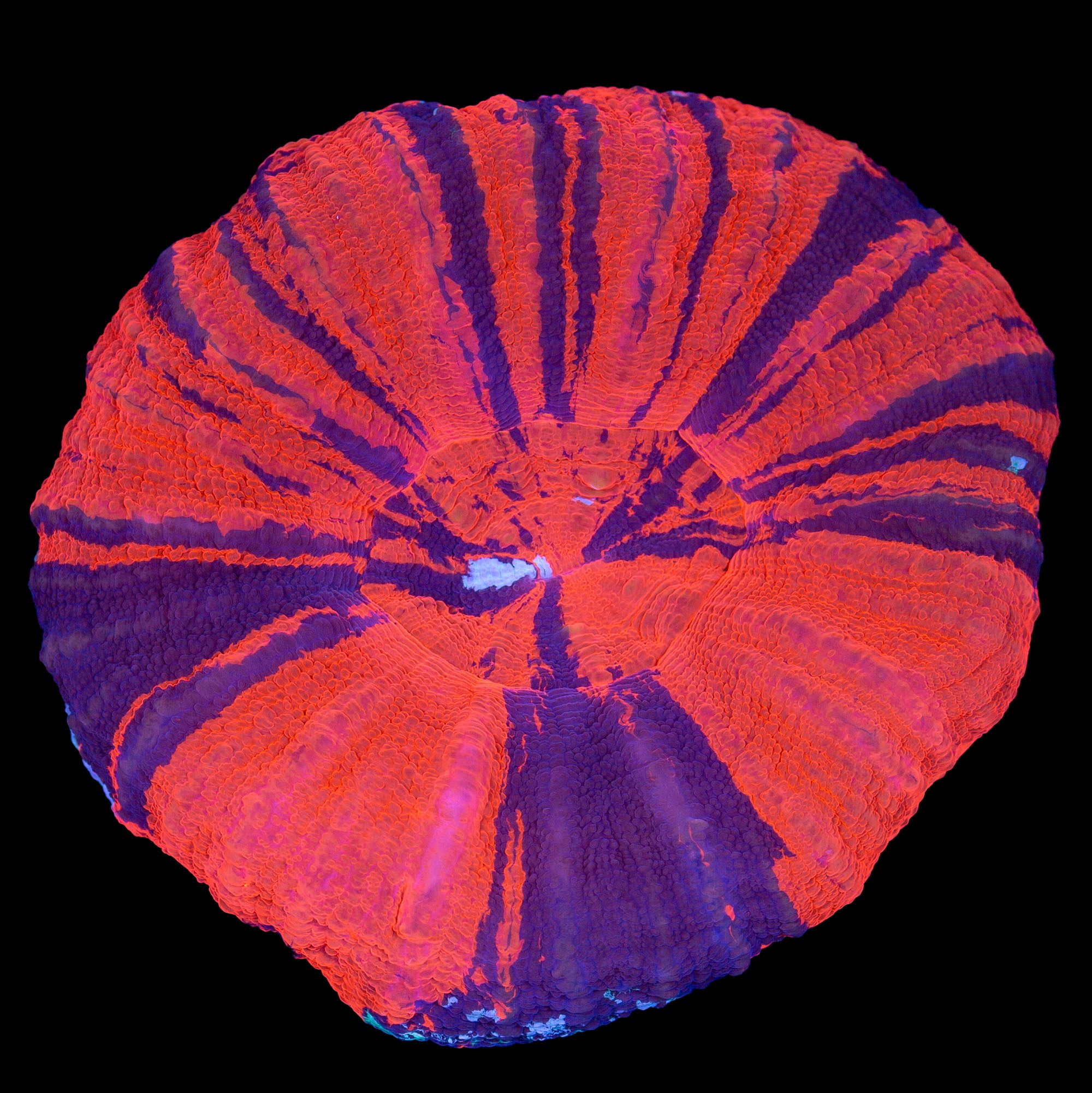 Ultra Warpaint Scolymia Coral