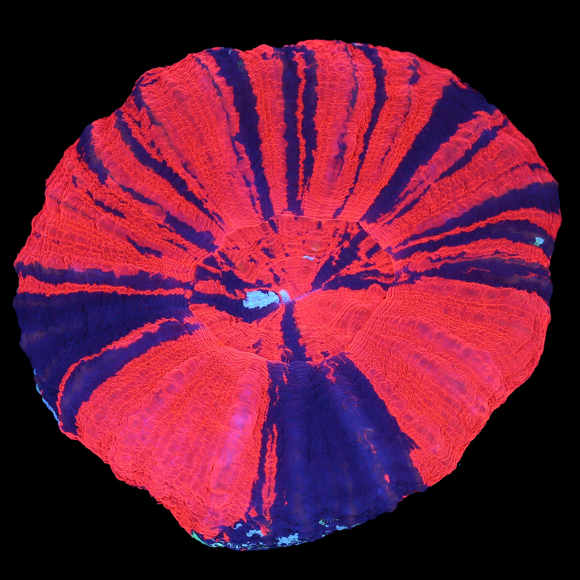 Ultra Warpaint Scolymia Coral