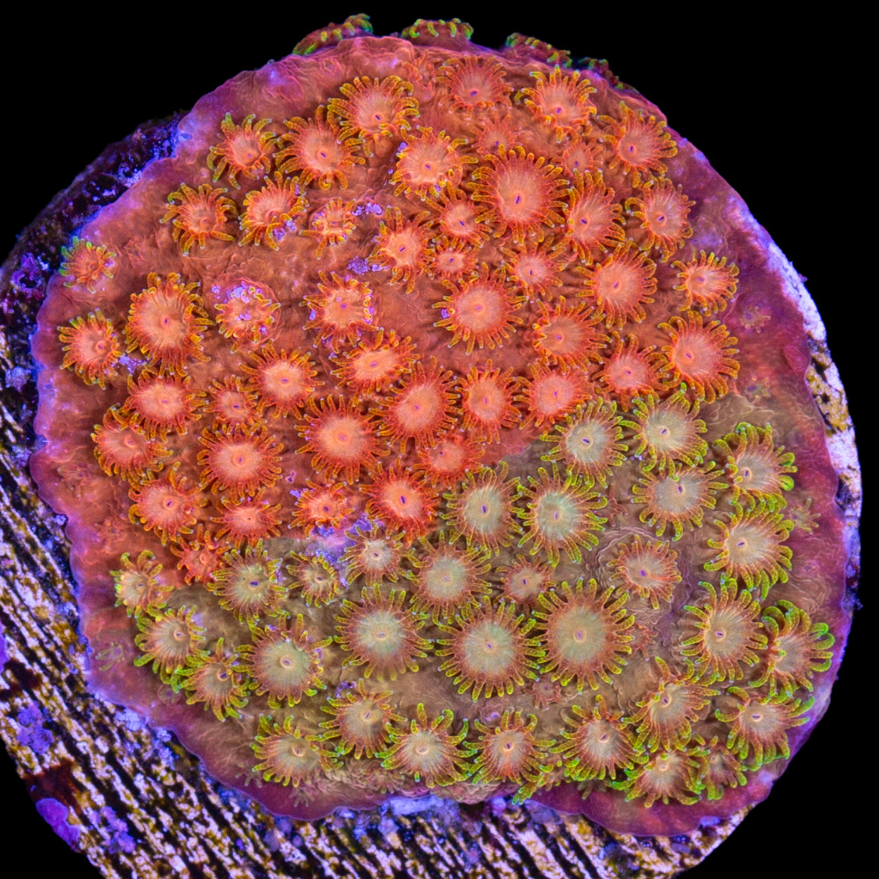 Circuit Breaker Cyphastrea Coral