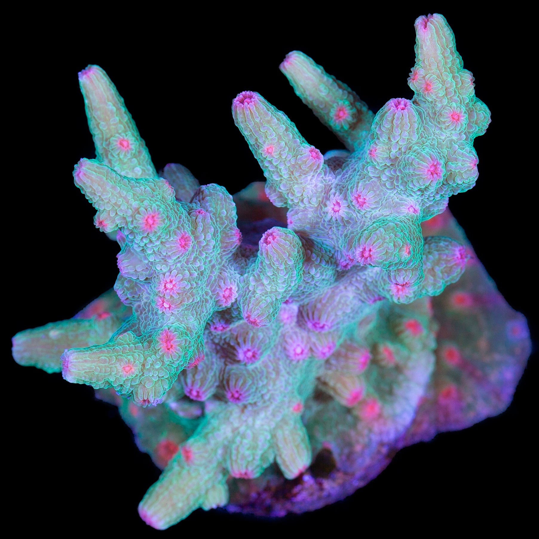 Aquaman Branching Cyphastrea Decadia Coral - Chunky Frag