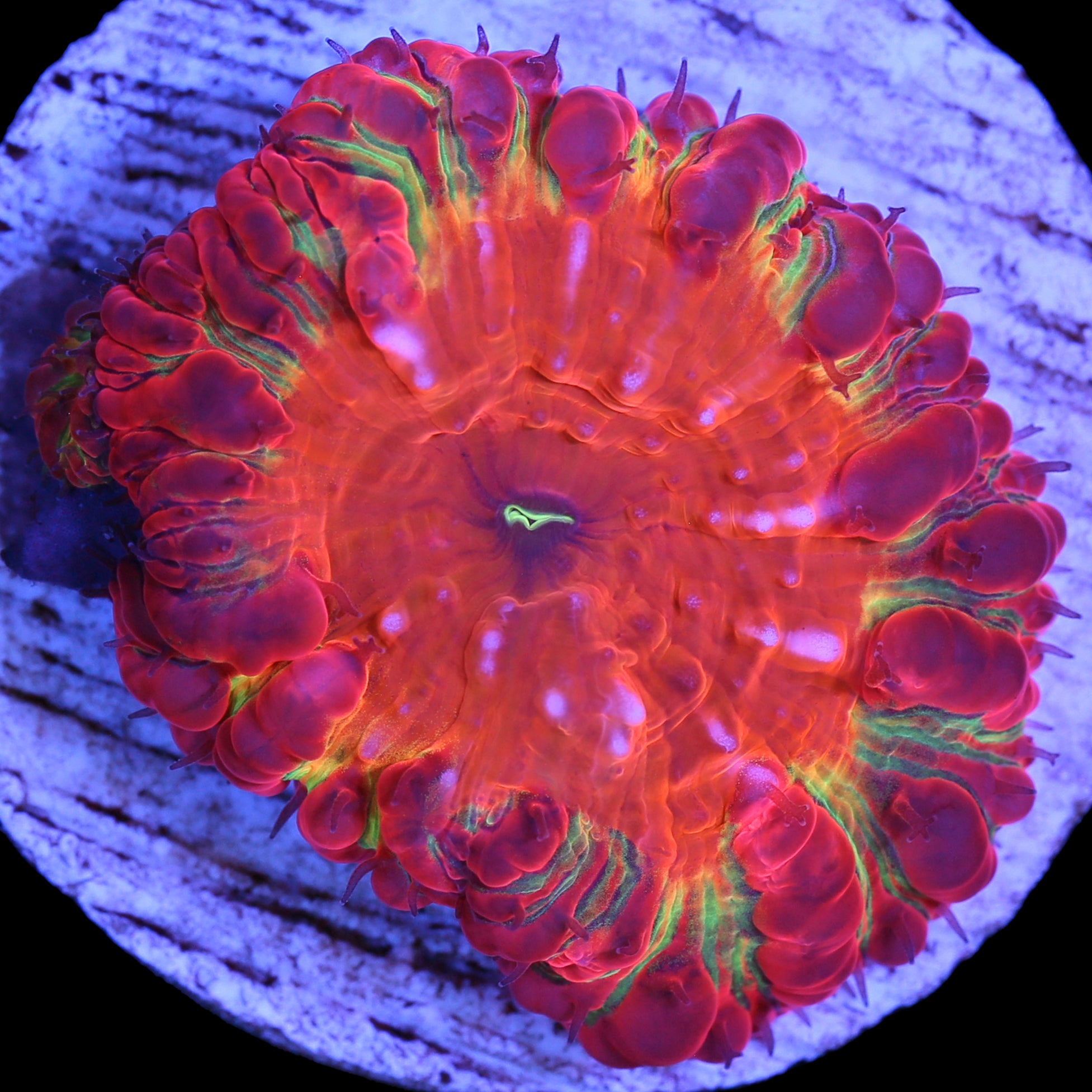 Tequila Sunrise Blastomussa Coral