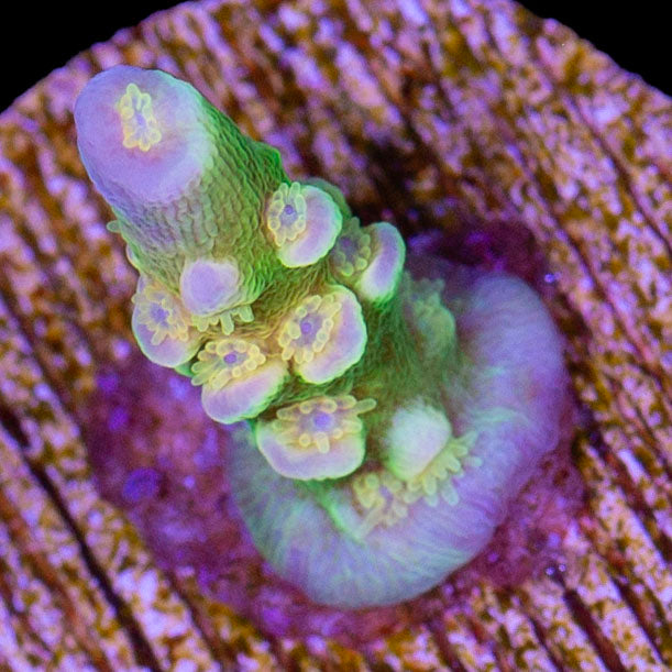 Walt Disney Acropora Coral