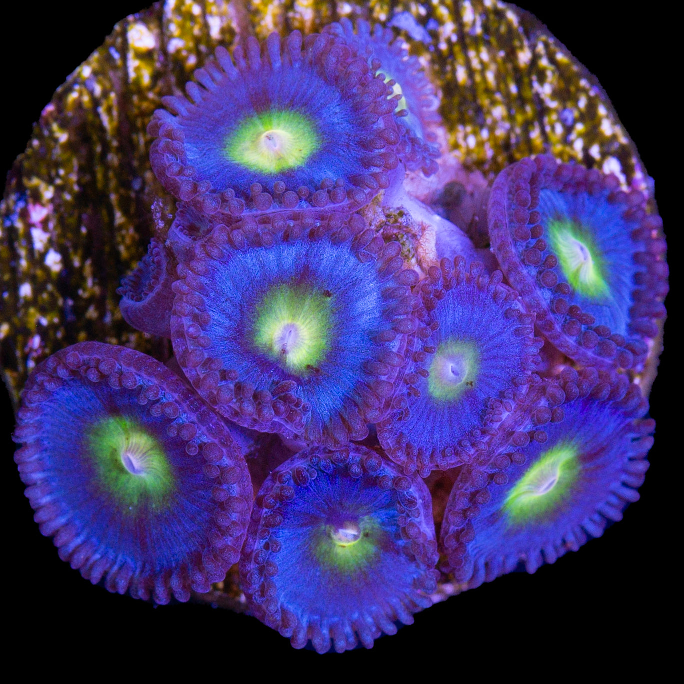 AOI Zoanthids