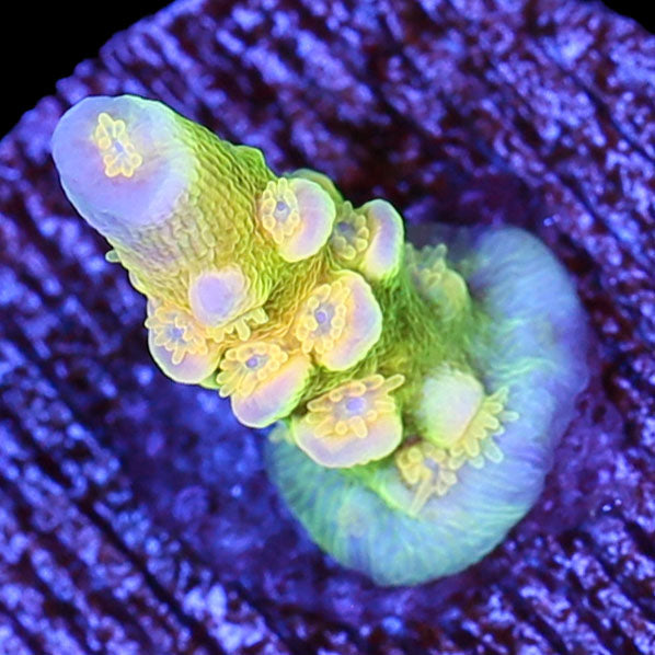 Walt Disney Acropora Coral