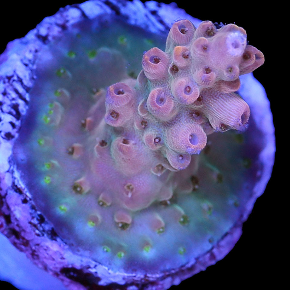 Pink Smoothie Acropora Coral